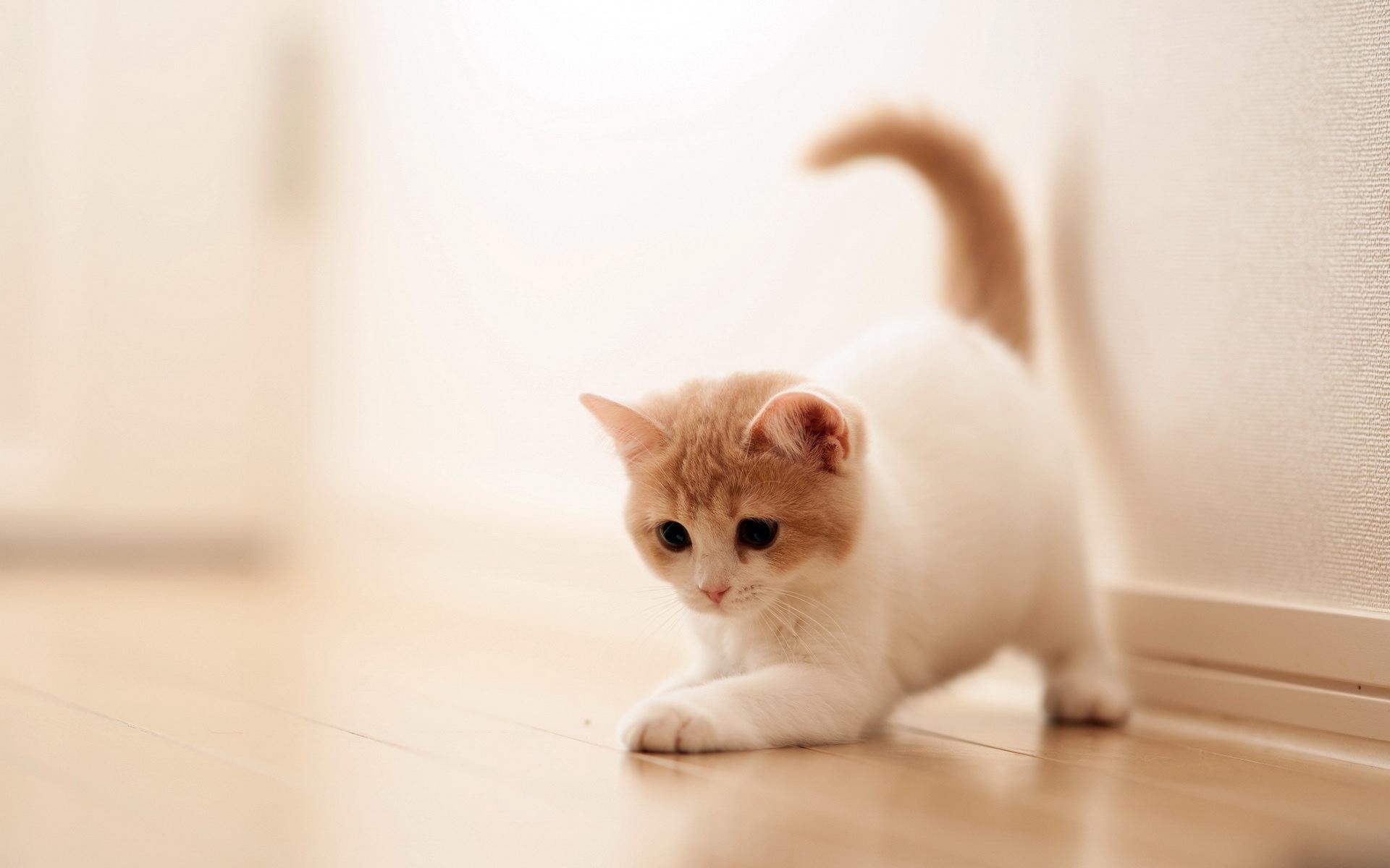 ginger and white kitten, kitten crouching to pounce, light wooden floor, HD Desktop wallpaper