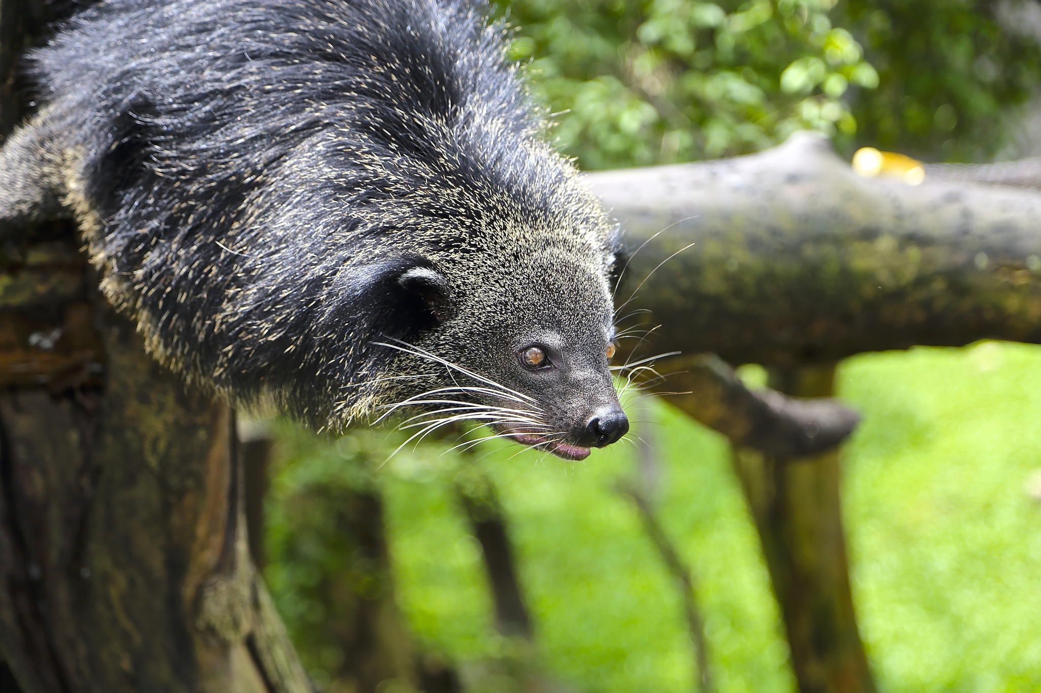 Binturong ideas, Mammals, Wild animals, Nature, 2050x1370 HD Desktop