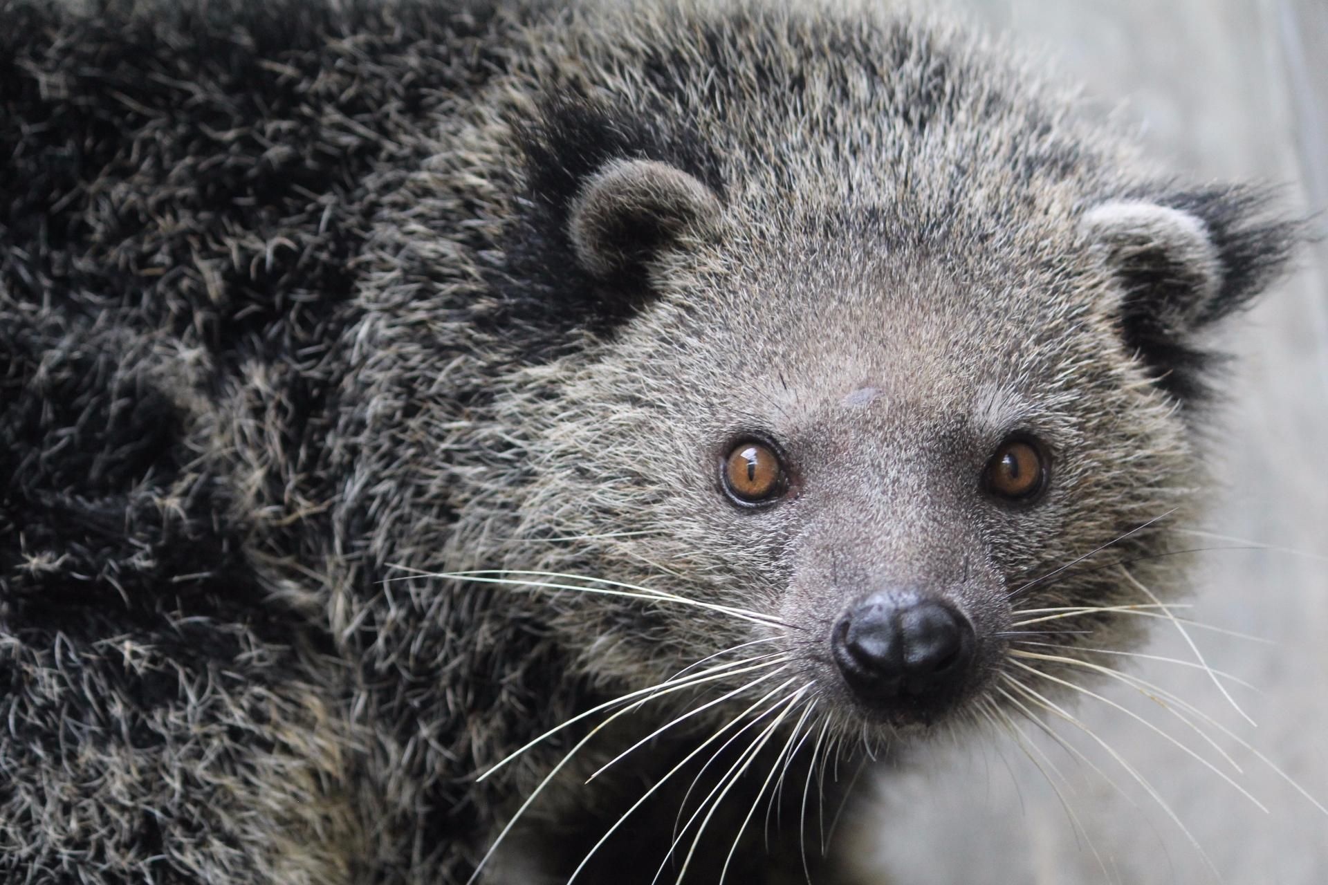 Binturong, Desktop, Animal, Mammal, 1920x1280 HD Desktop