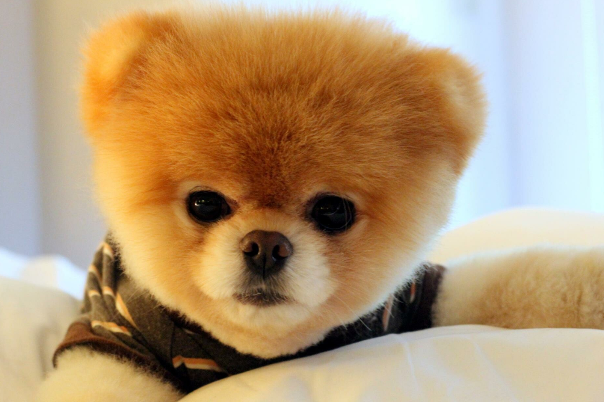 Pomeranian, Dogs Wallpaper, 2050x1370 HD Desktop