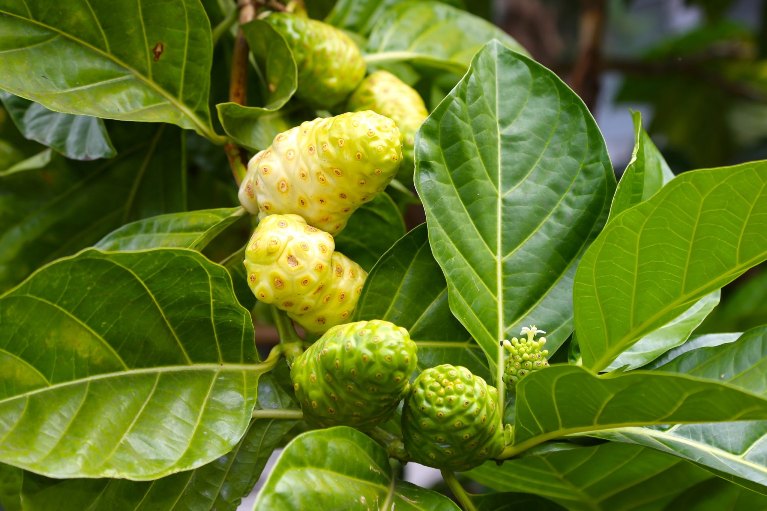 Noni Fruit, Organic seeds, Hawaiian fruits, Morinda citrifolia, 2560x1710 HD Desktop