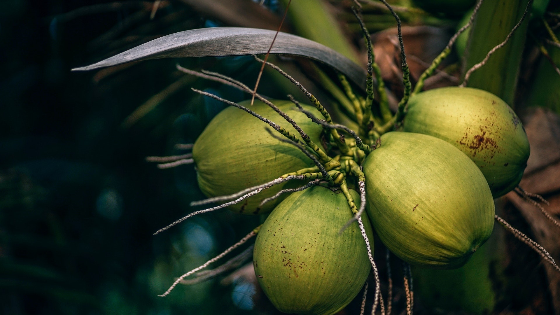 Coconut, Royal taste, Unique flavor, Exquisite delight, 1920x1080 Full HD Desktop