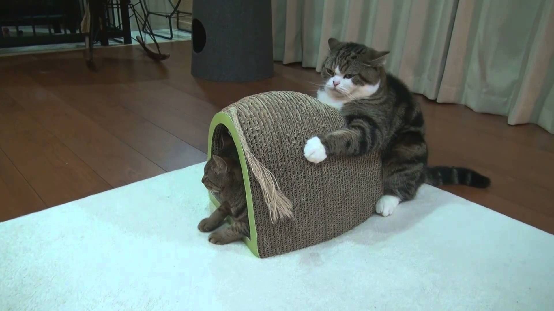 Maru the cat, Playful cat, Cute feline, Adorable pet, 1920x1080 Full HD Desktop