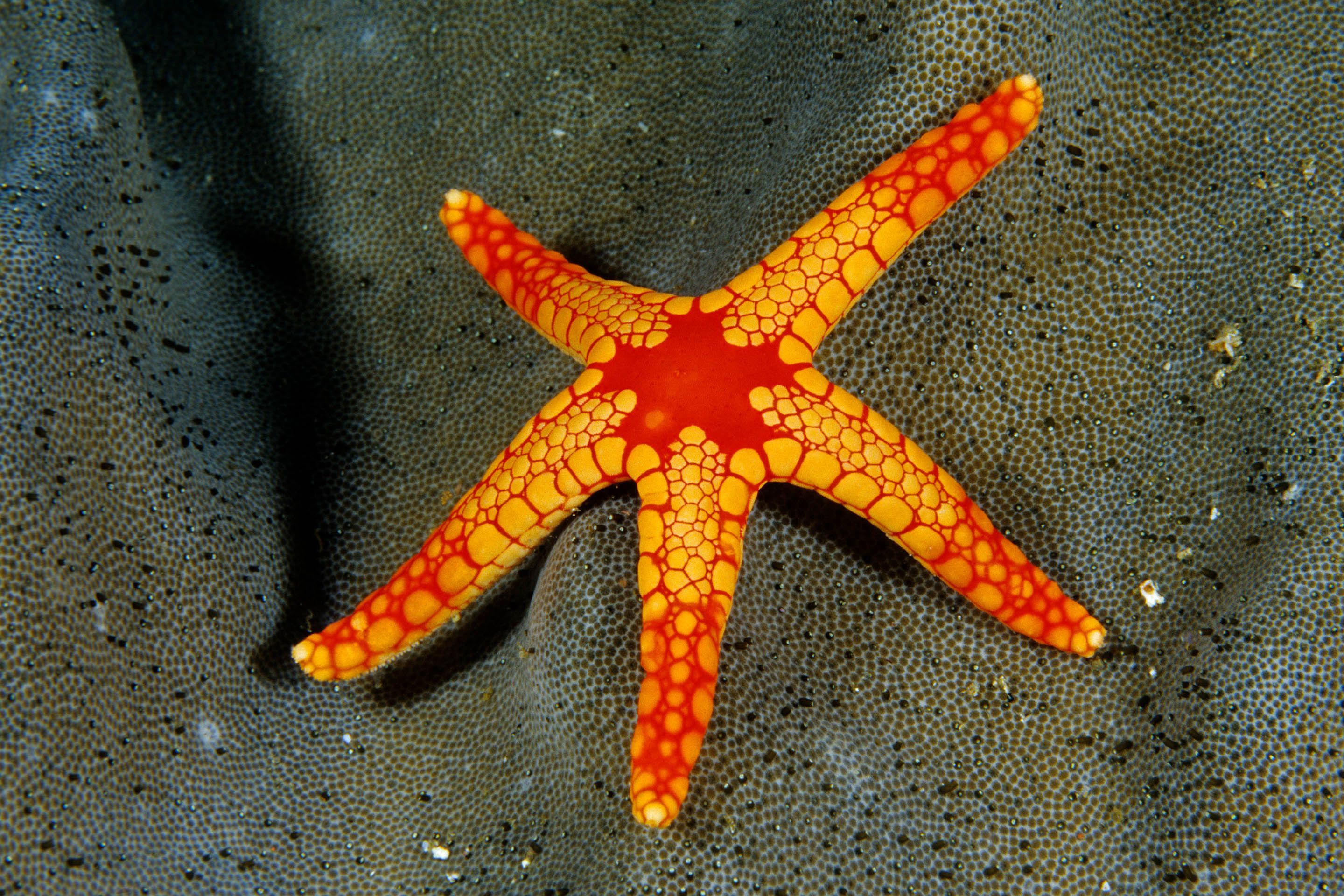 Tropical sea star, Exotic underwater life, Vibrant marine colors, Beach vacation vibes, 2880x1920 HD Desktop