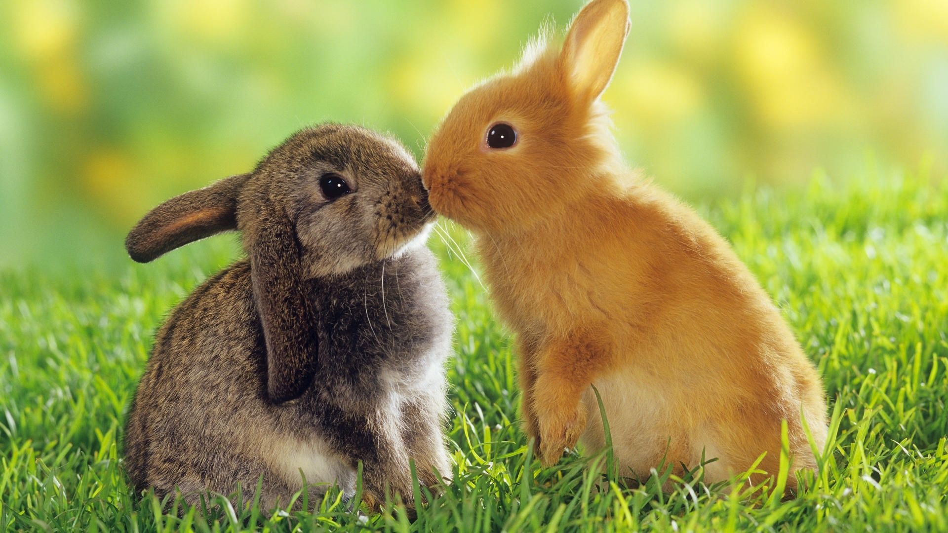 Two nuzzling baby bunnies, Standing orange rabbit, Lush green grass, Full HD Desktop wallpaper