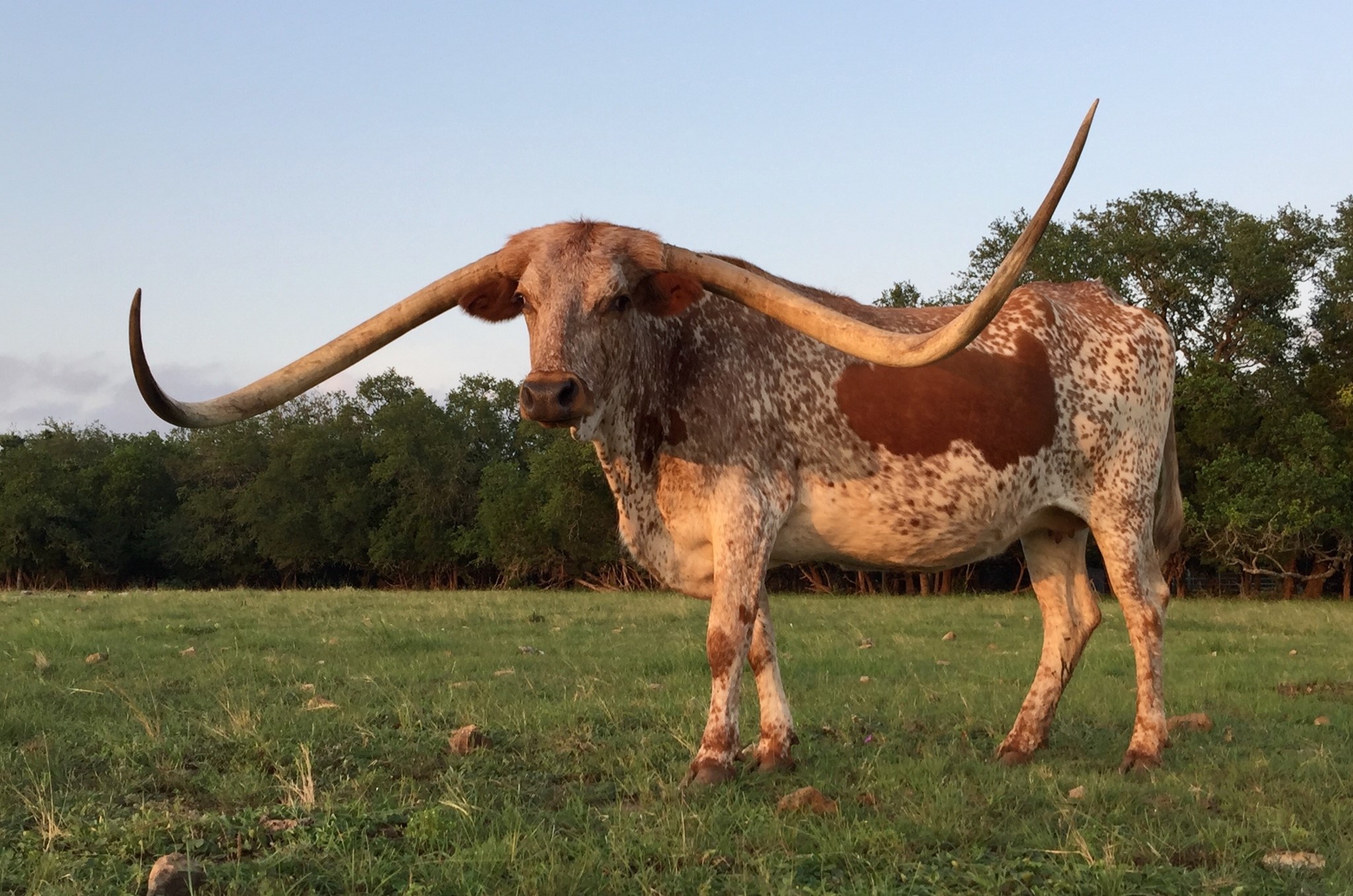 Dauntless longhorns, Horn showcase champions, Home of 2, Time, 2050x1360 HD Desktop