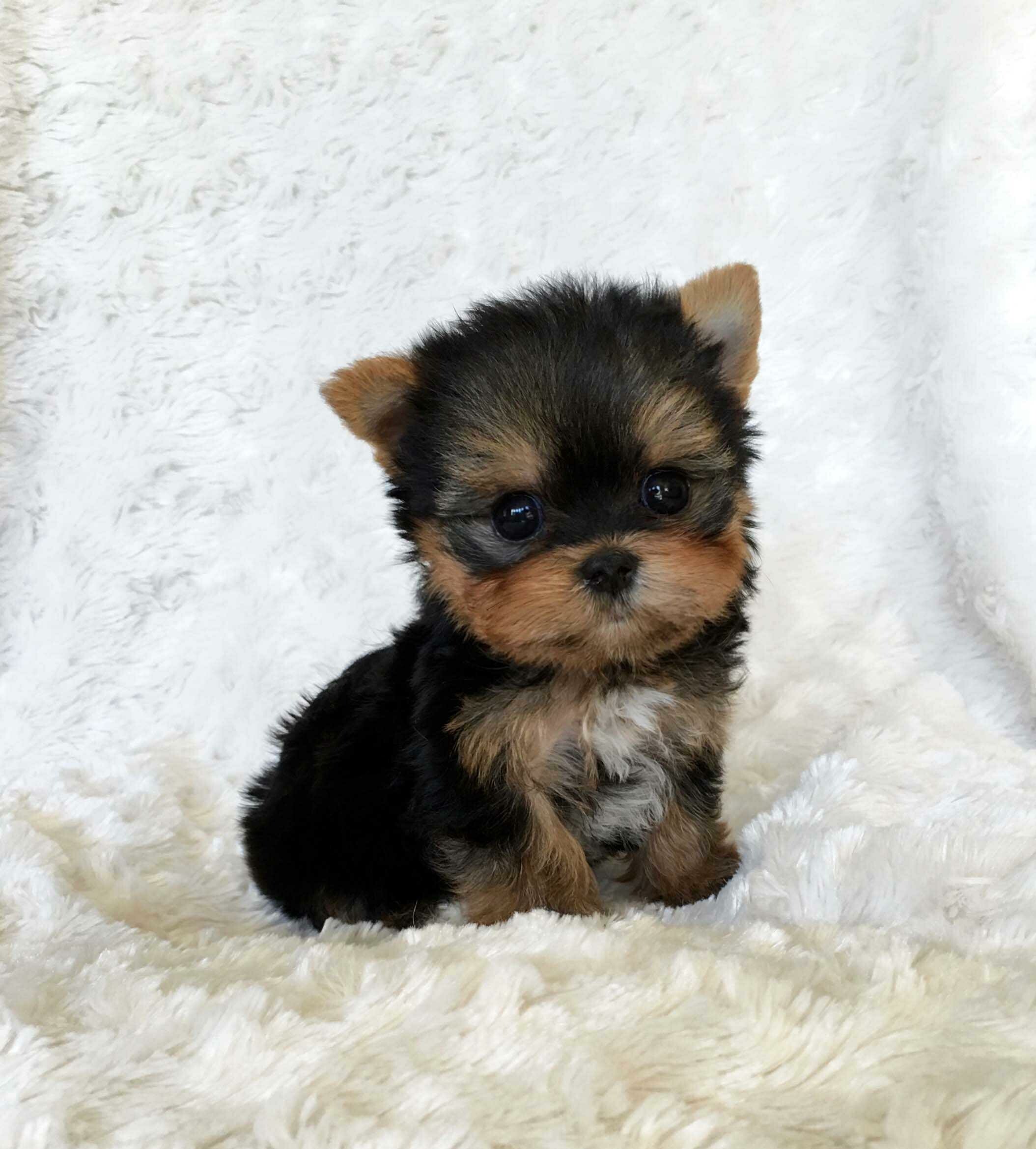 Yorkshire Terrier, Puppies Wallpaper, 2110x2340 HD Phone
