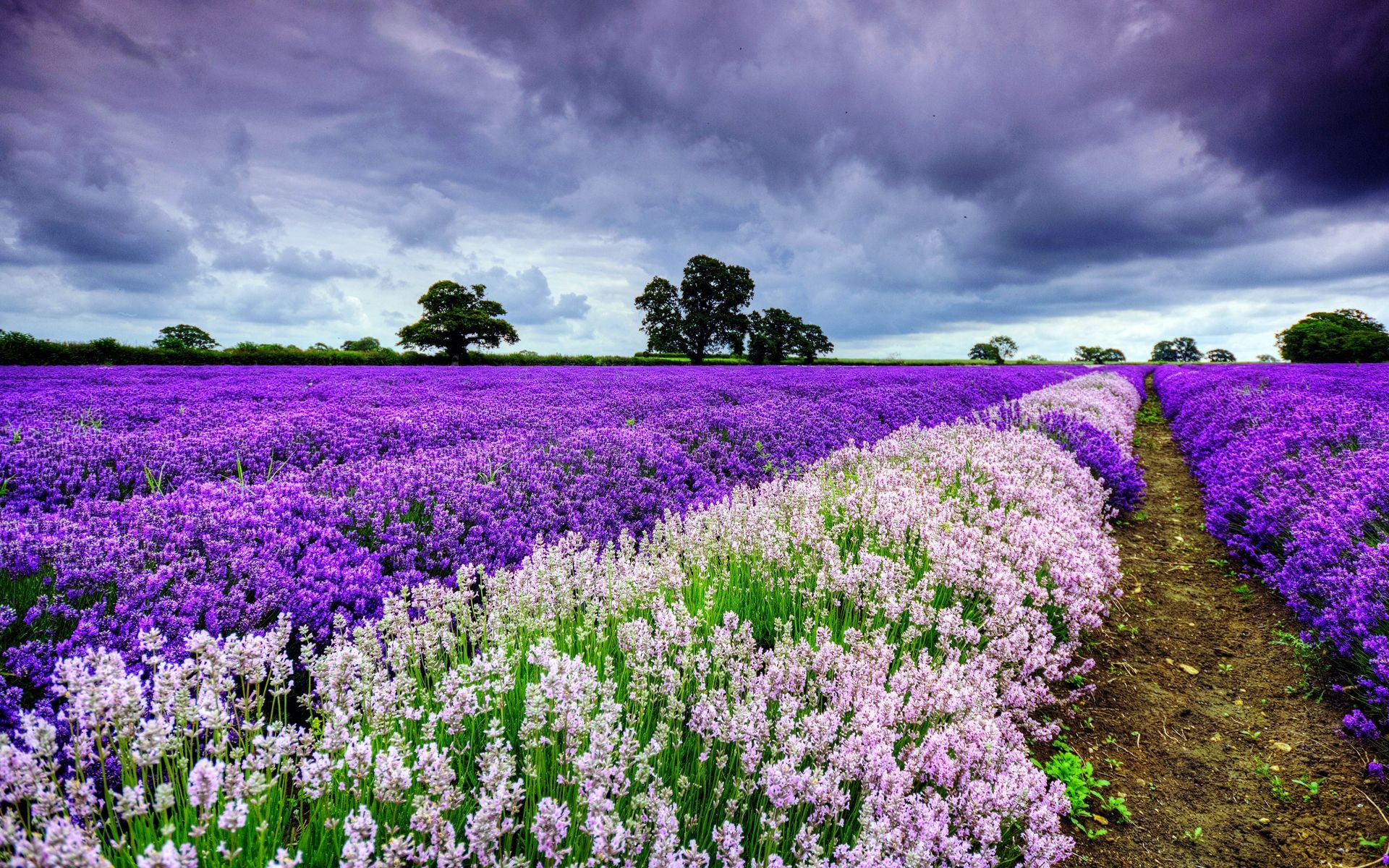 Purple and white flowers, Spring beauty, 1920x1200 HD Desktop