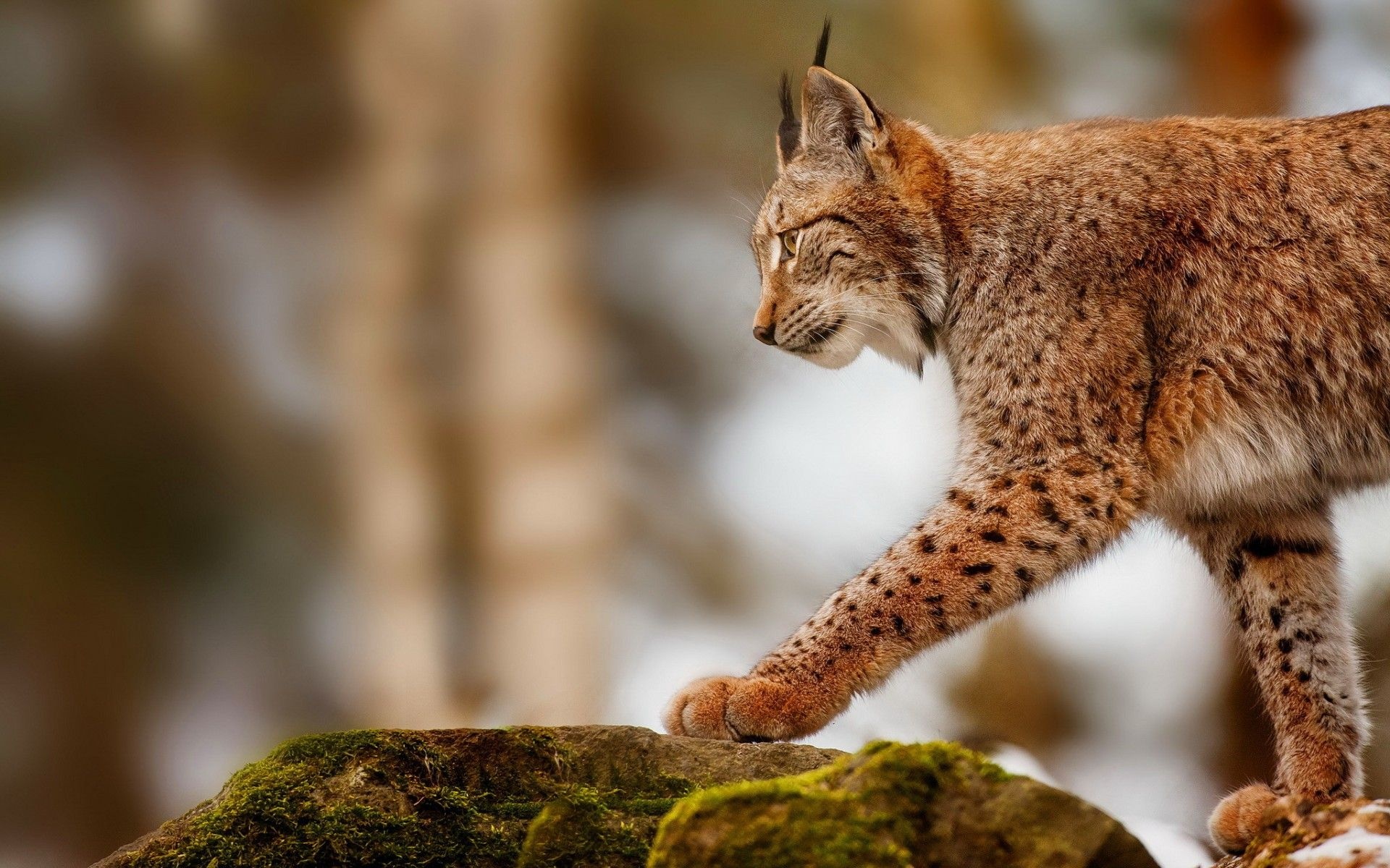 Eurasian lynx, Captivating wallpaper, Striking nature, Enigmatic beauty, 1920x1200 HD Desktop