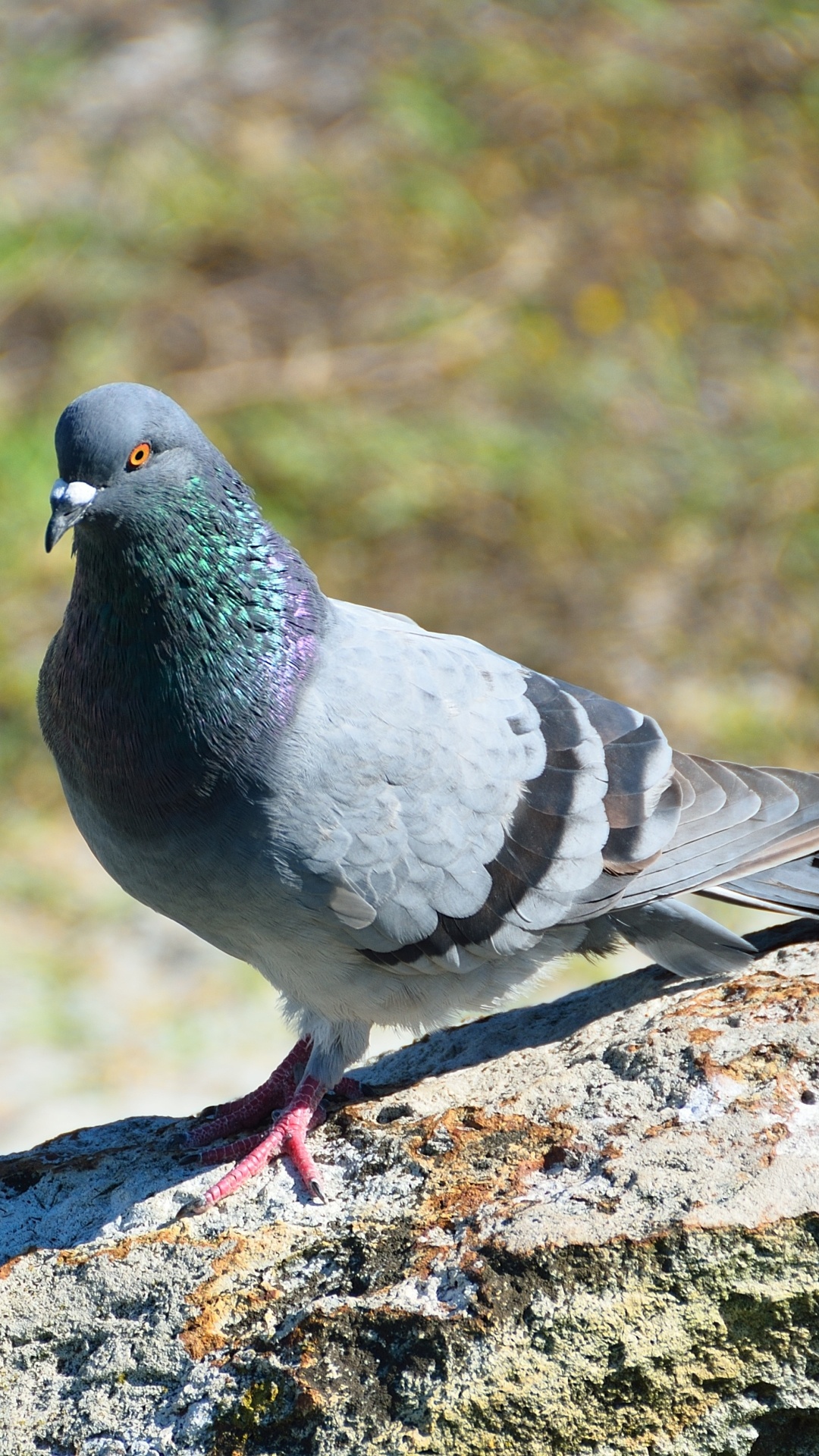 Animal pigeon, Nature's creation, Graceful flyer, Urban wildlife, 1080x1920 Full HD Phone