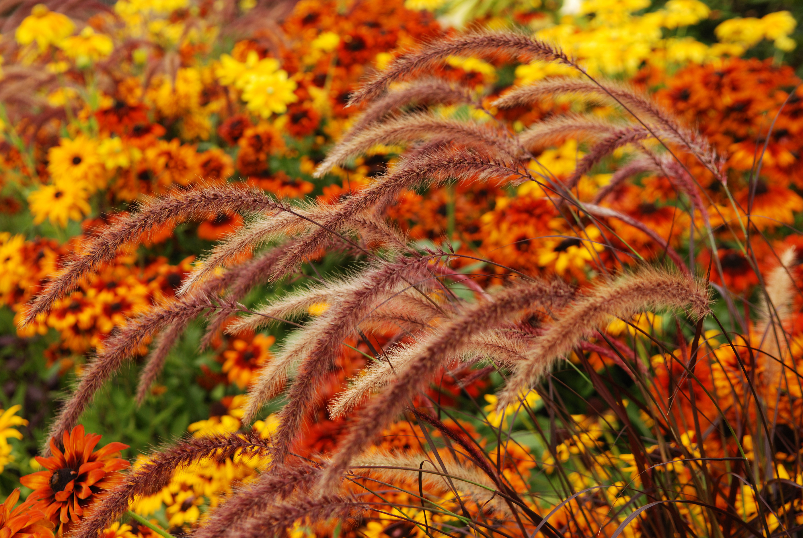 Purple fountain grass plumes, Black-eyed Susan blooms, Autumn flower garden, HD Desktop wallpaper