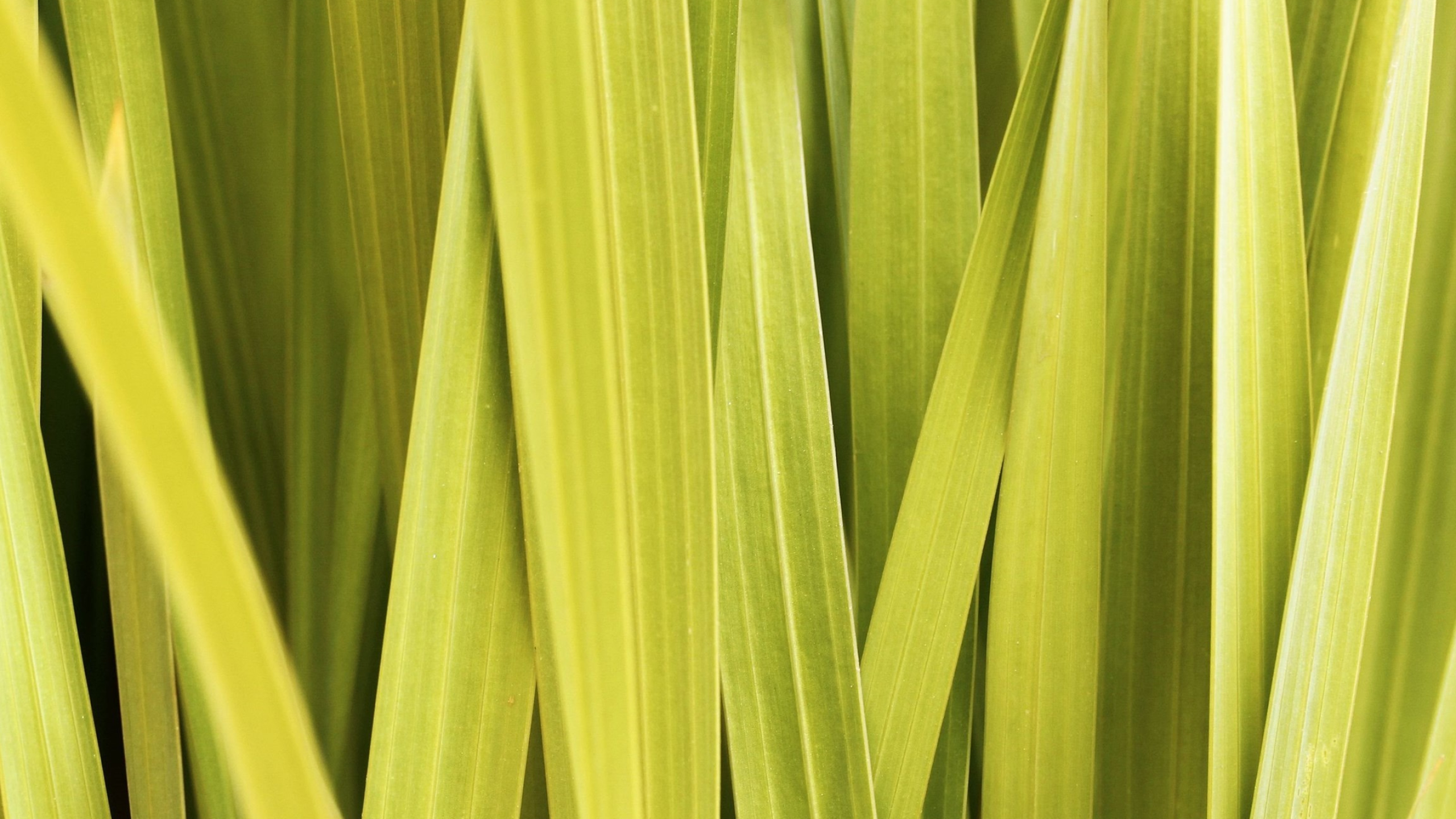 Lemongrass wallpapers, Scenic beauty, Lush greenery, Picturesque landscapes, 2560x1440 HD Desktop