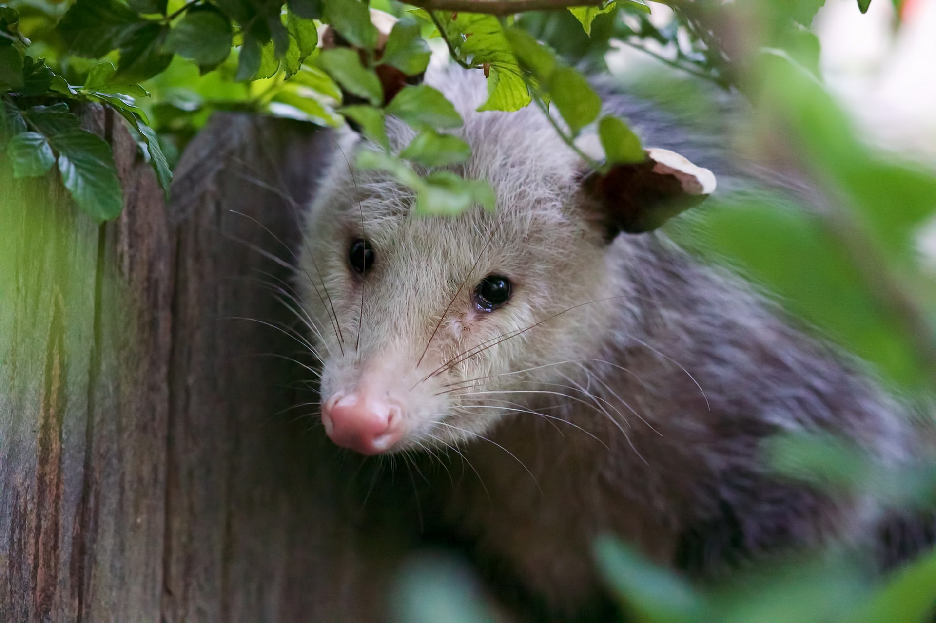 Opossum, Cute animal wallpapers, Nature conservation, Forest inhabitants, 1920x1280 HD Desktop