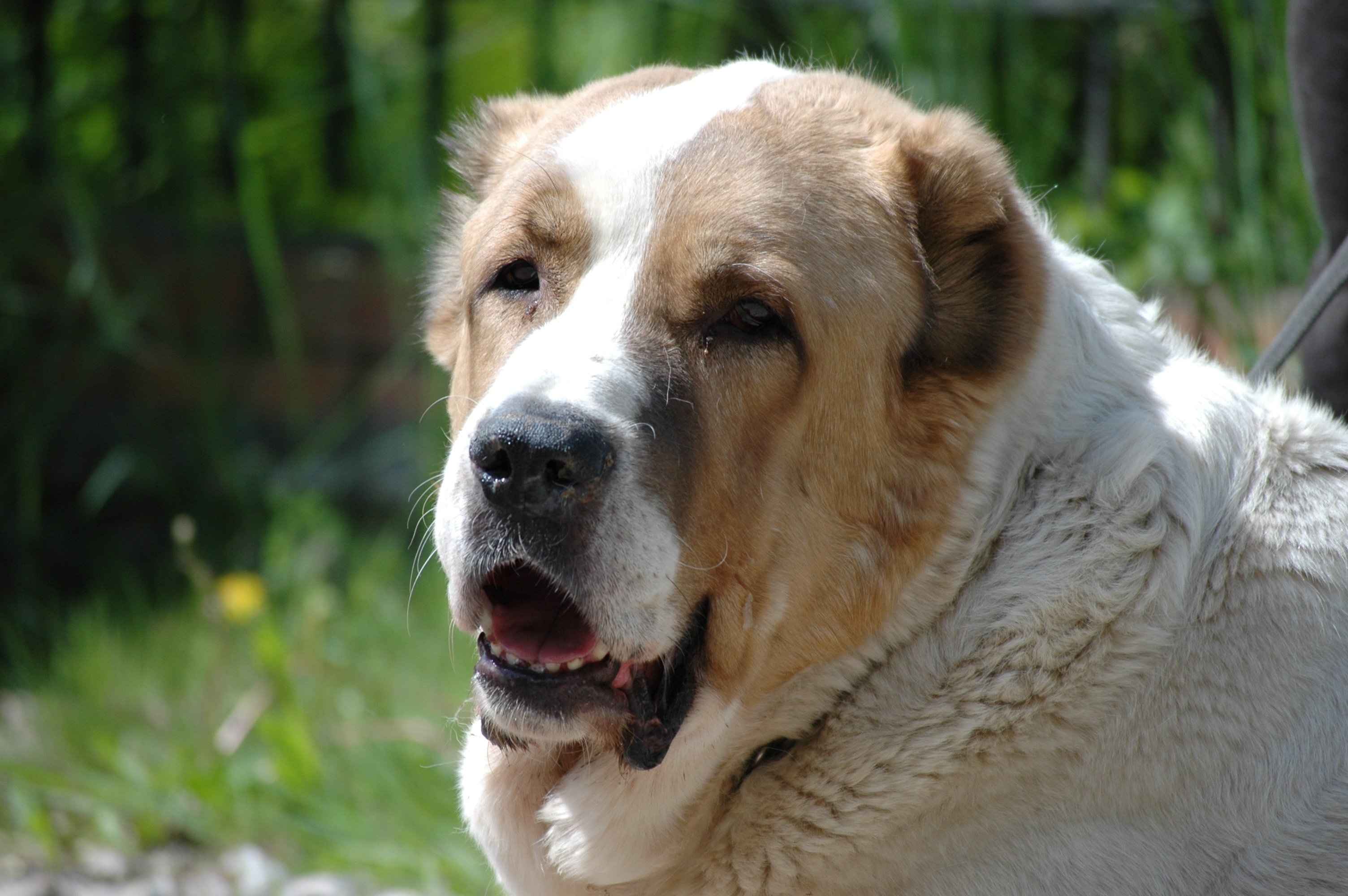 Alabai, Central Asian Shepherd, Dog wallpapers, Desktop backgrounds, 3010x2000 HD Desktop