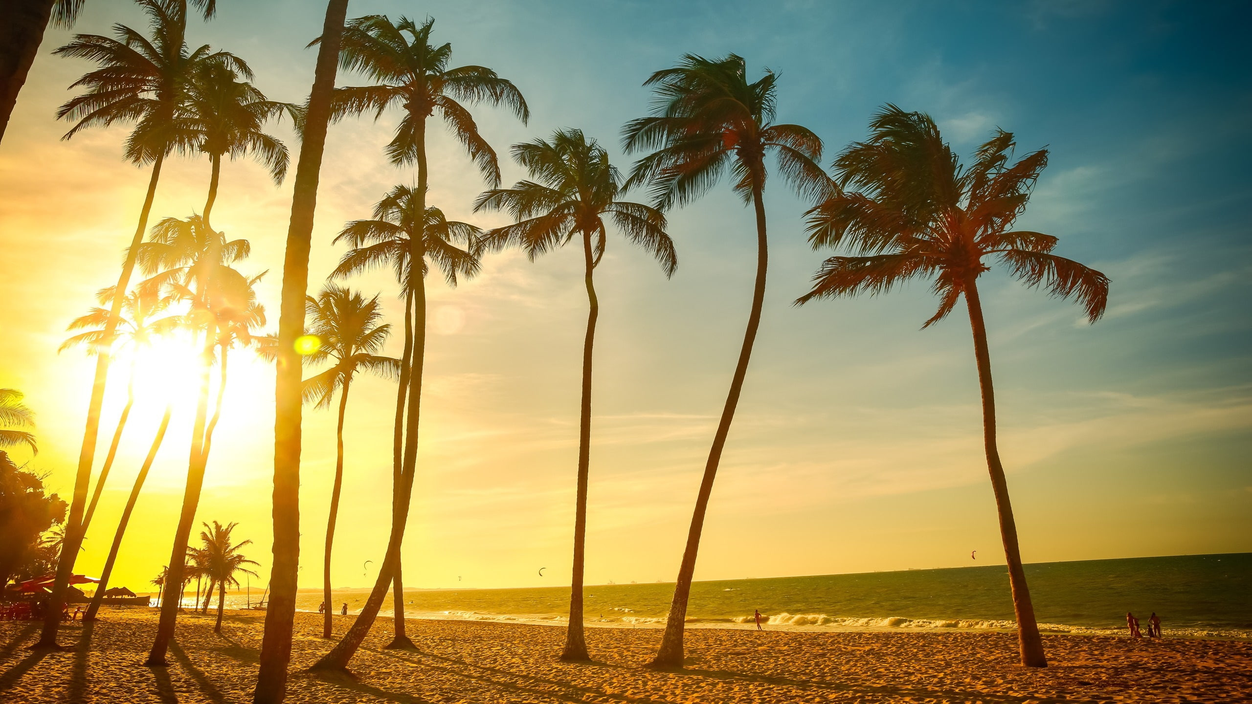 Coconut palm trees, Golden sunset beach, Tropical ocean shoreline, HD Desktop wallpaper