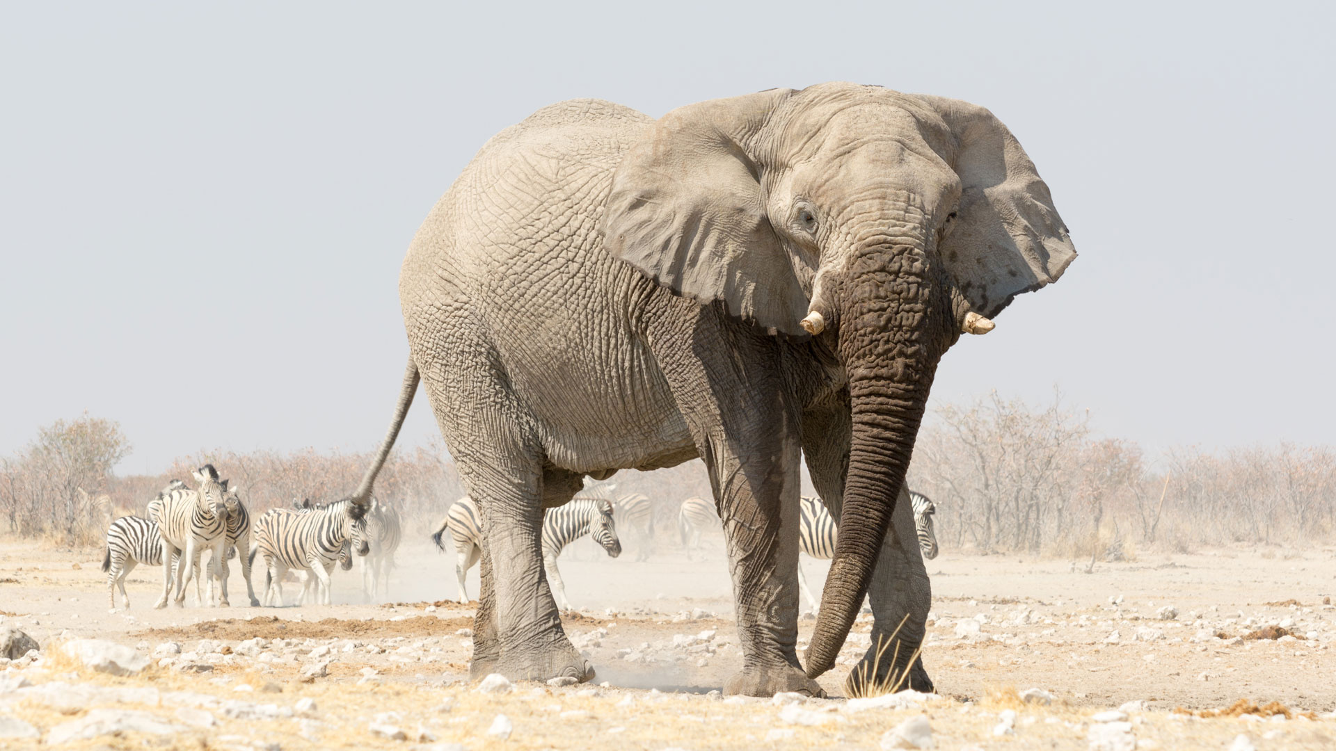 Etosha National Park, Discovery, Namibia Conservation, Andbeyond, 1920x1080 Full HD Desktop