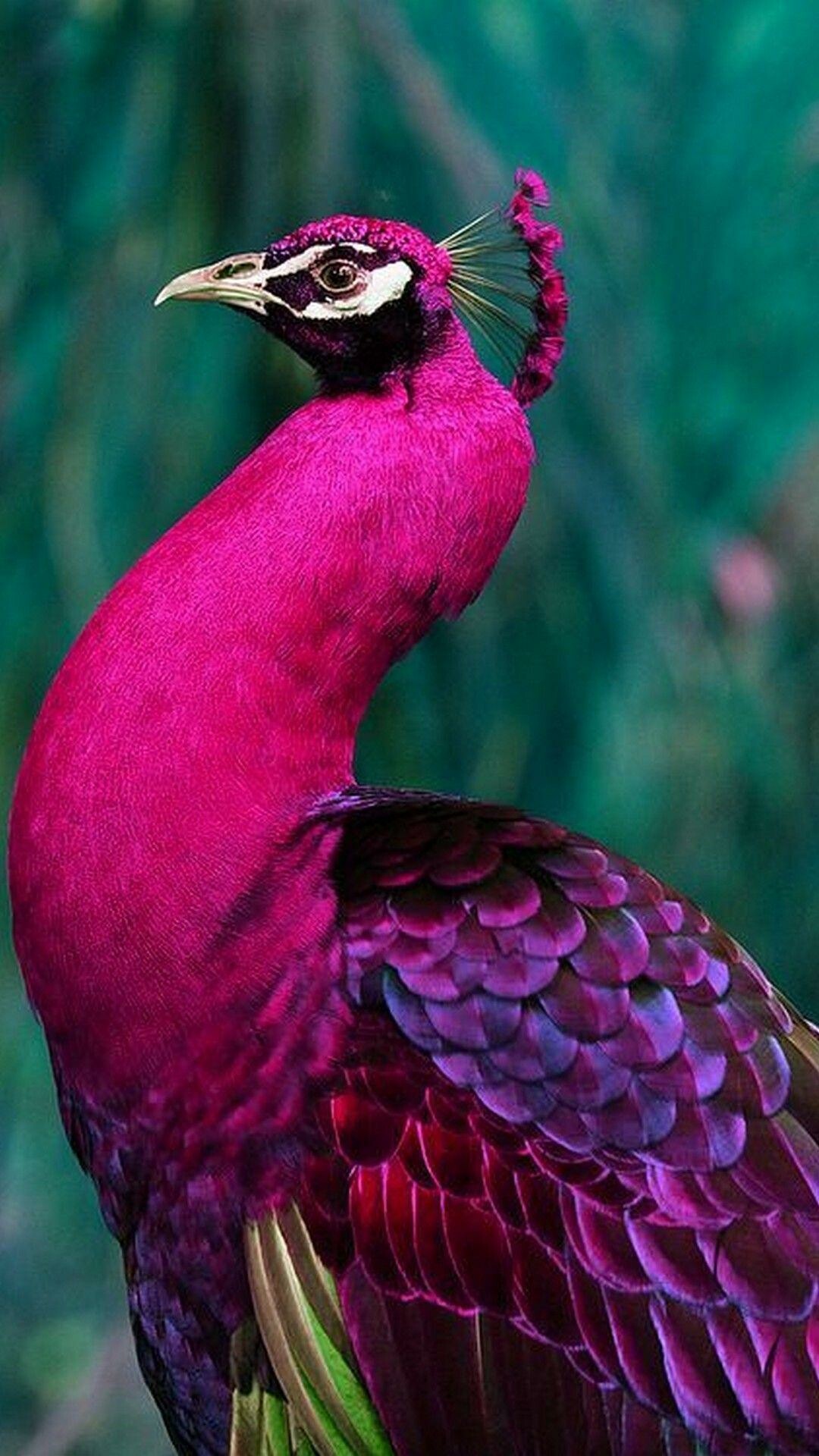 Purple, Peacocks Wallpaper, 1080x1920 Full HD Phone