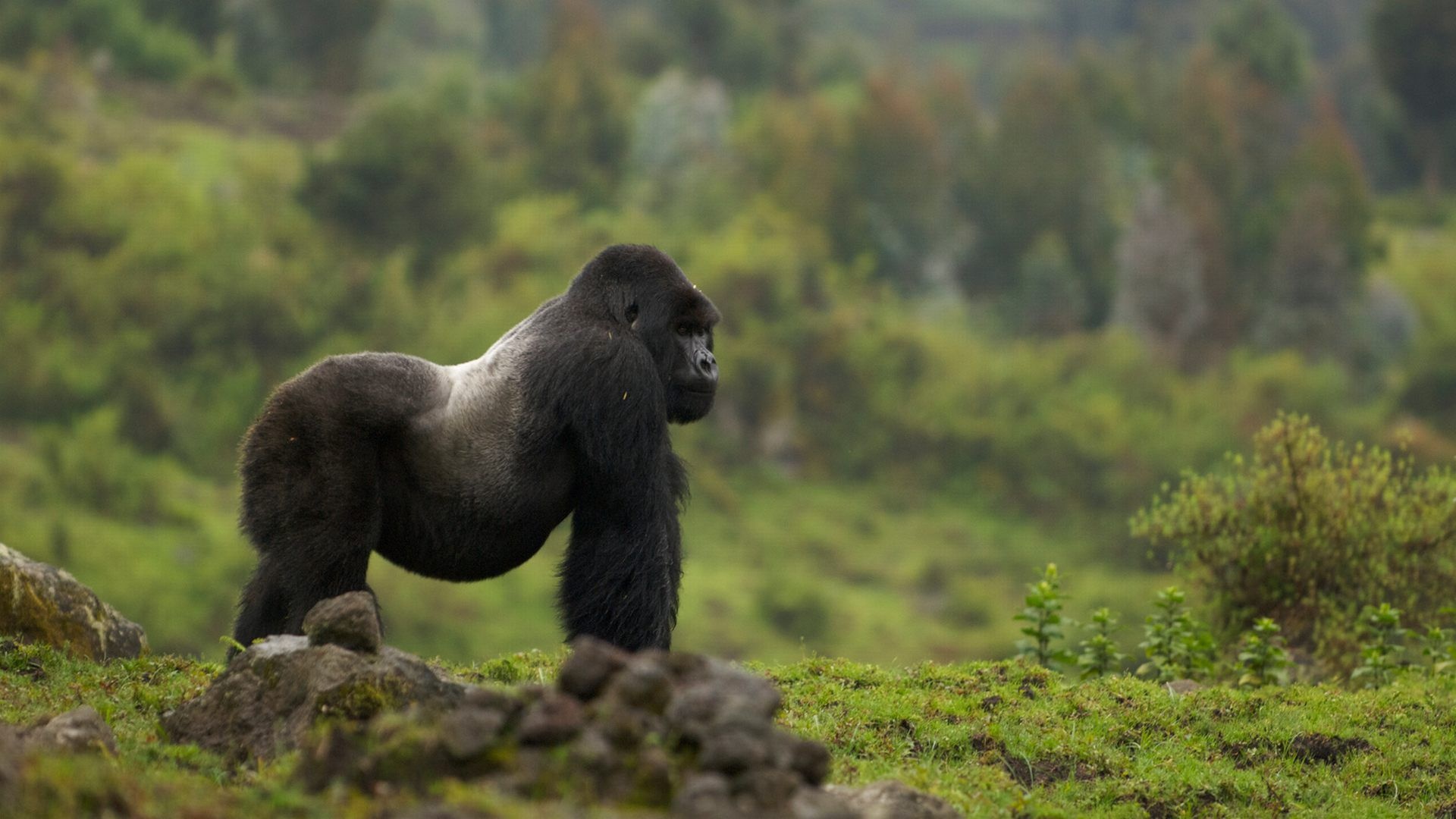 Impressive gorilla wallpapers, High-quality collection, Striking background, Wildlife admiration, 1920x1080 Full HD Desktop