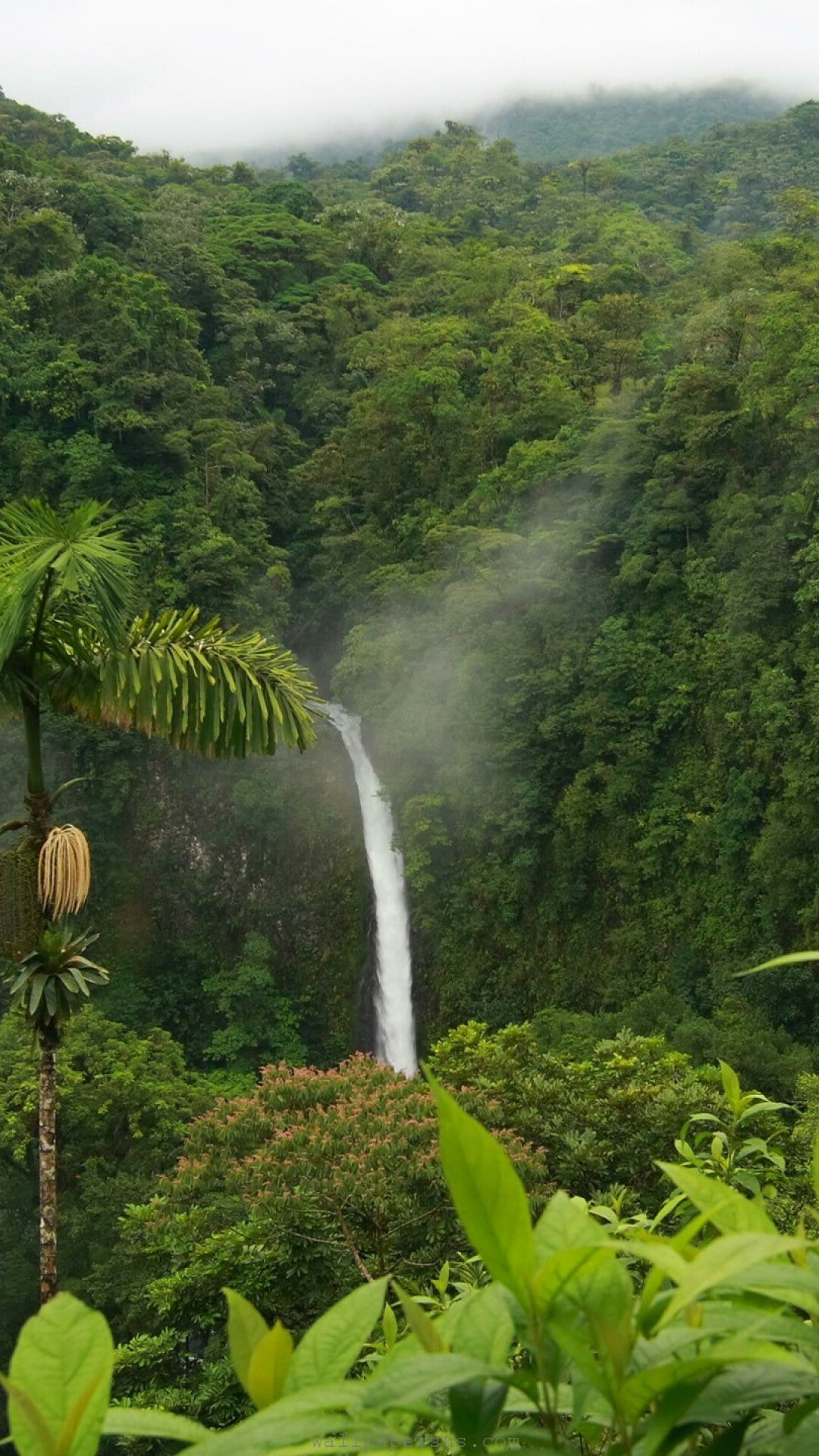 Jungle landscape, Tropical paradise, Stunning beauty, HD wallpaper, 1080x1920 Full HD Phone