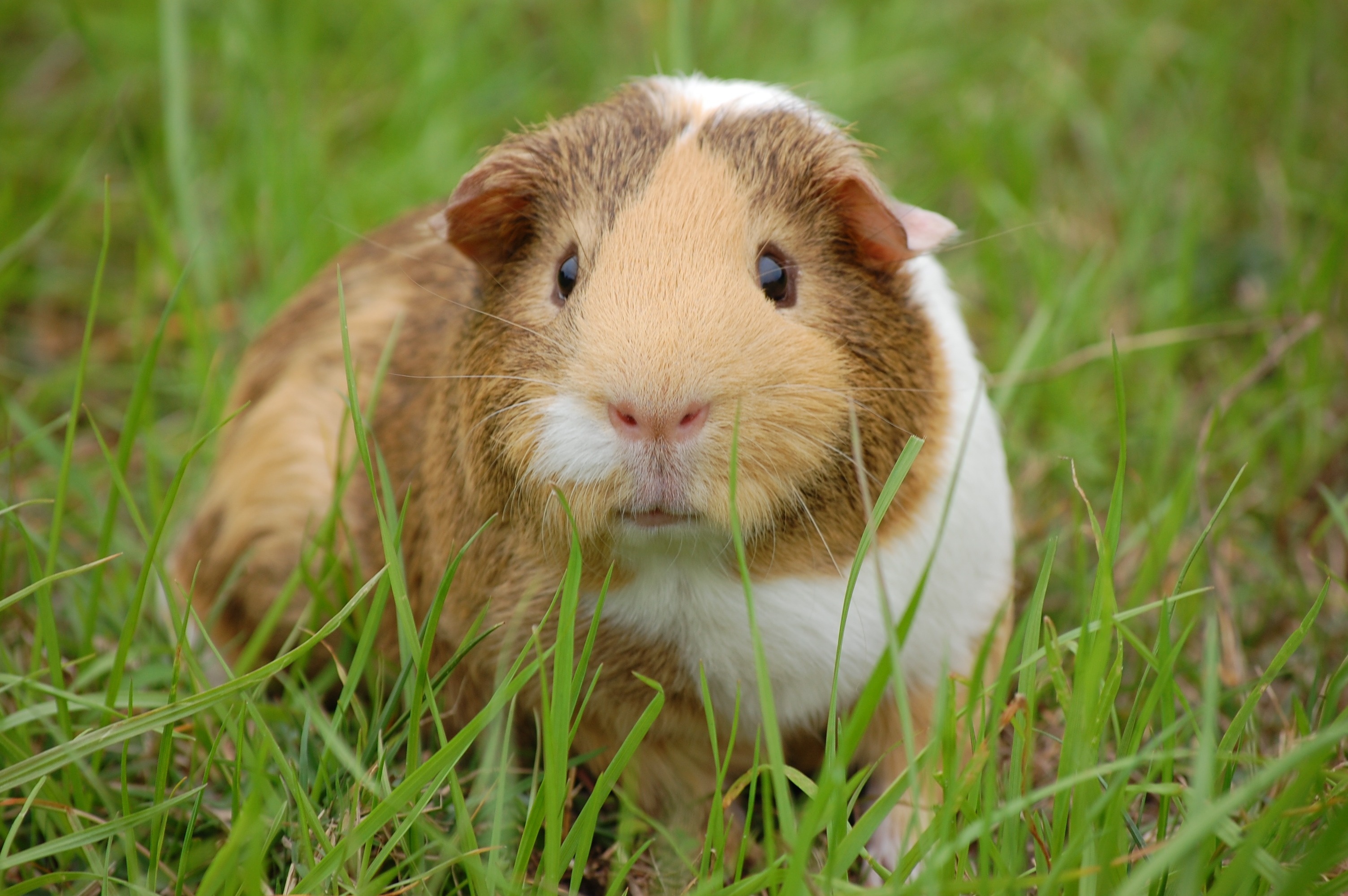 Guinea pig, Downloadable content, High-quality wallpapers, 3010x2000 HD Desktop