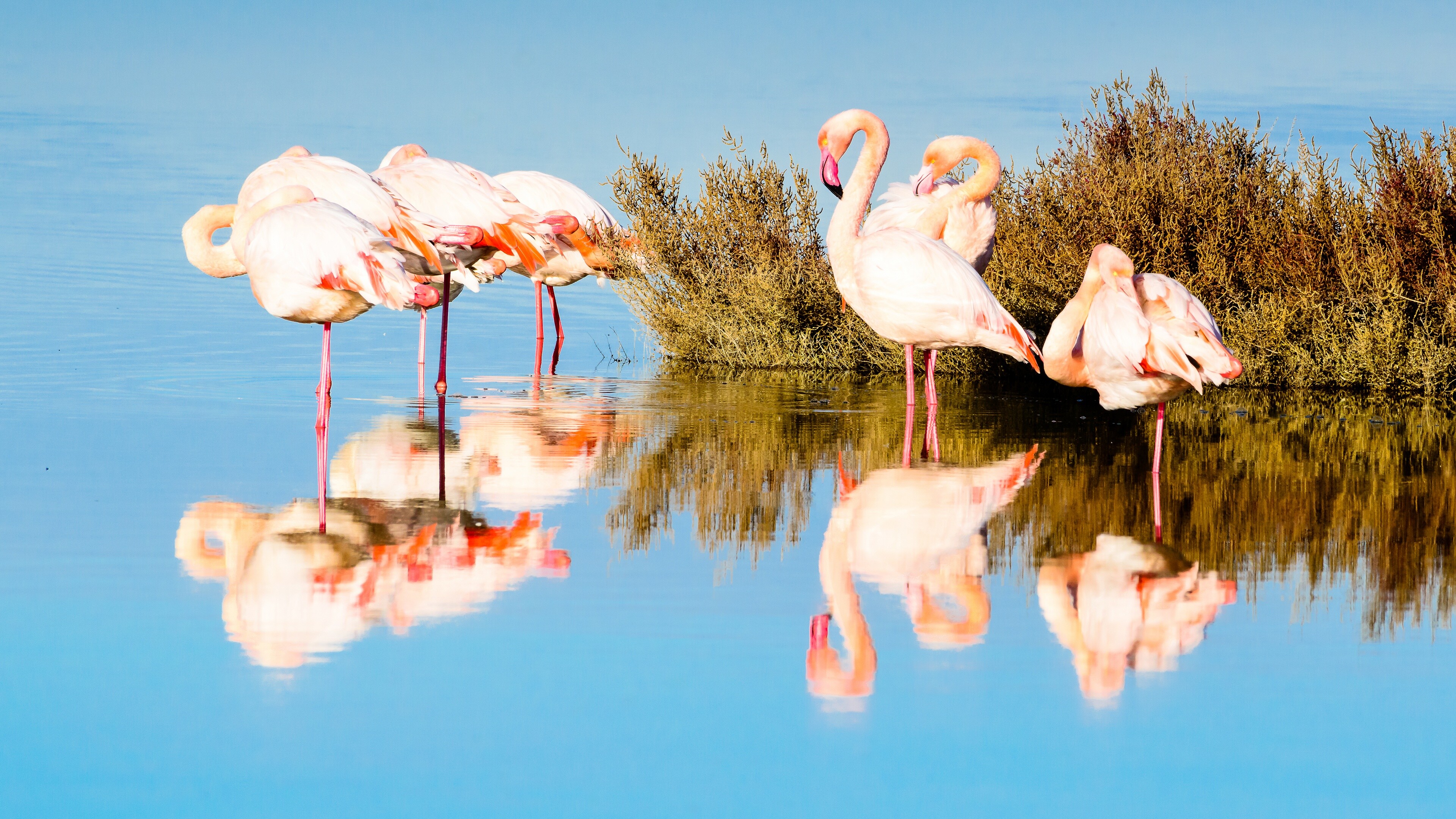 Reflection, Flamingos Wallpaper, 3840x2160 4K Desktop