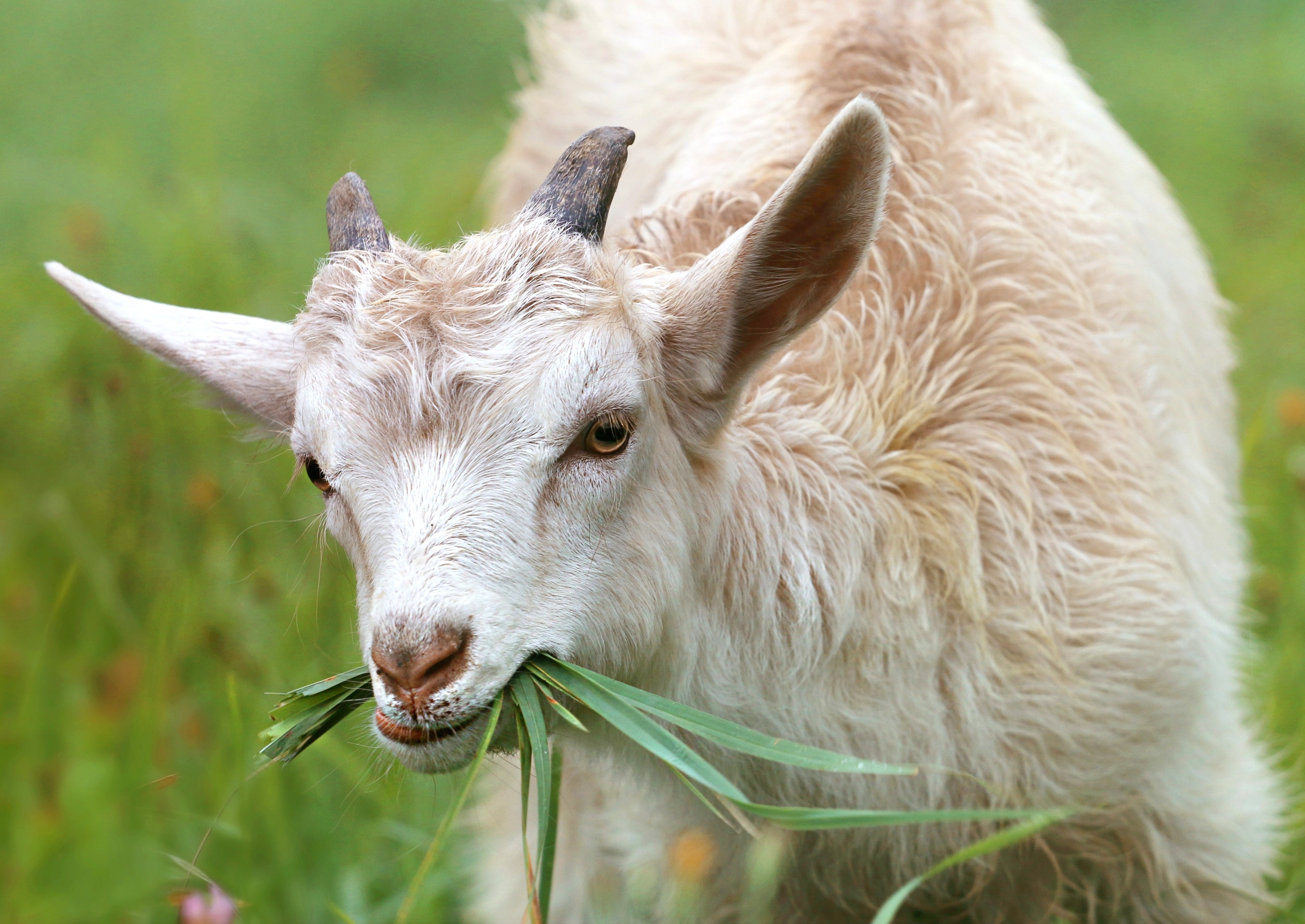 The Saanen, Goats Wallpaper, 2980x2110 HD Desktop