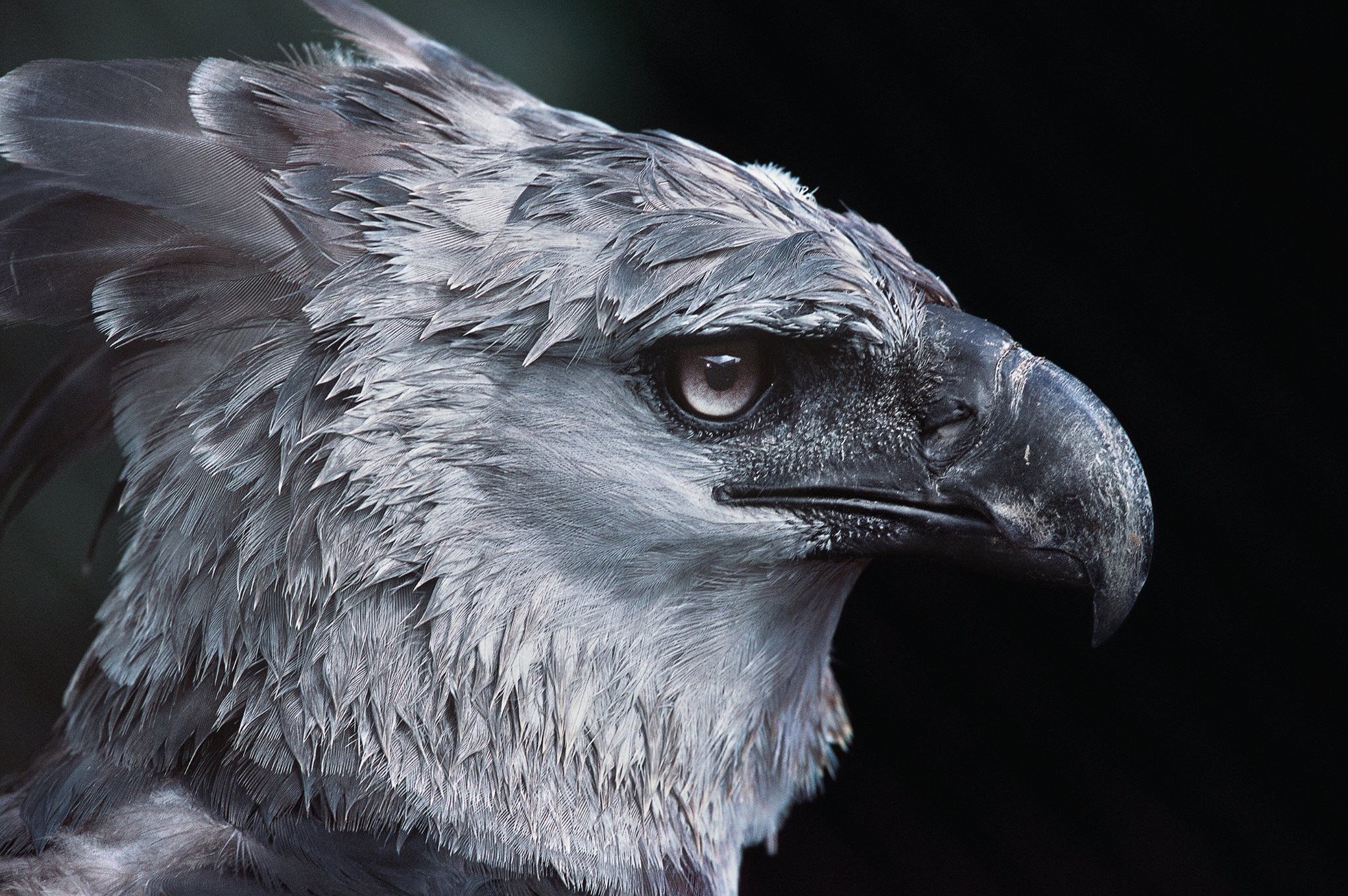 Close-up, Harpy Eagle Wallpaper, 2050x1370 HD Desktop