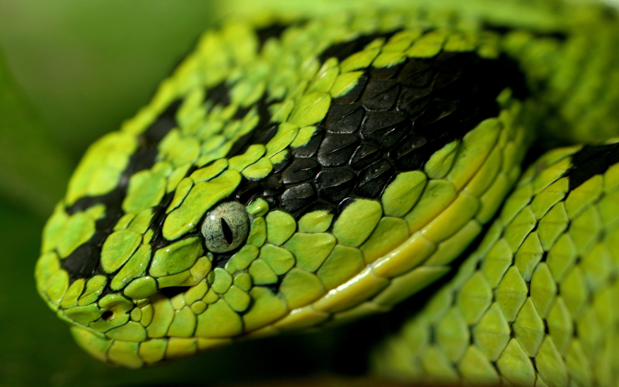 Bothriechis aurifer, Snakes Wallpaper, 2560x1600 HD Desktop