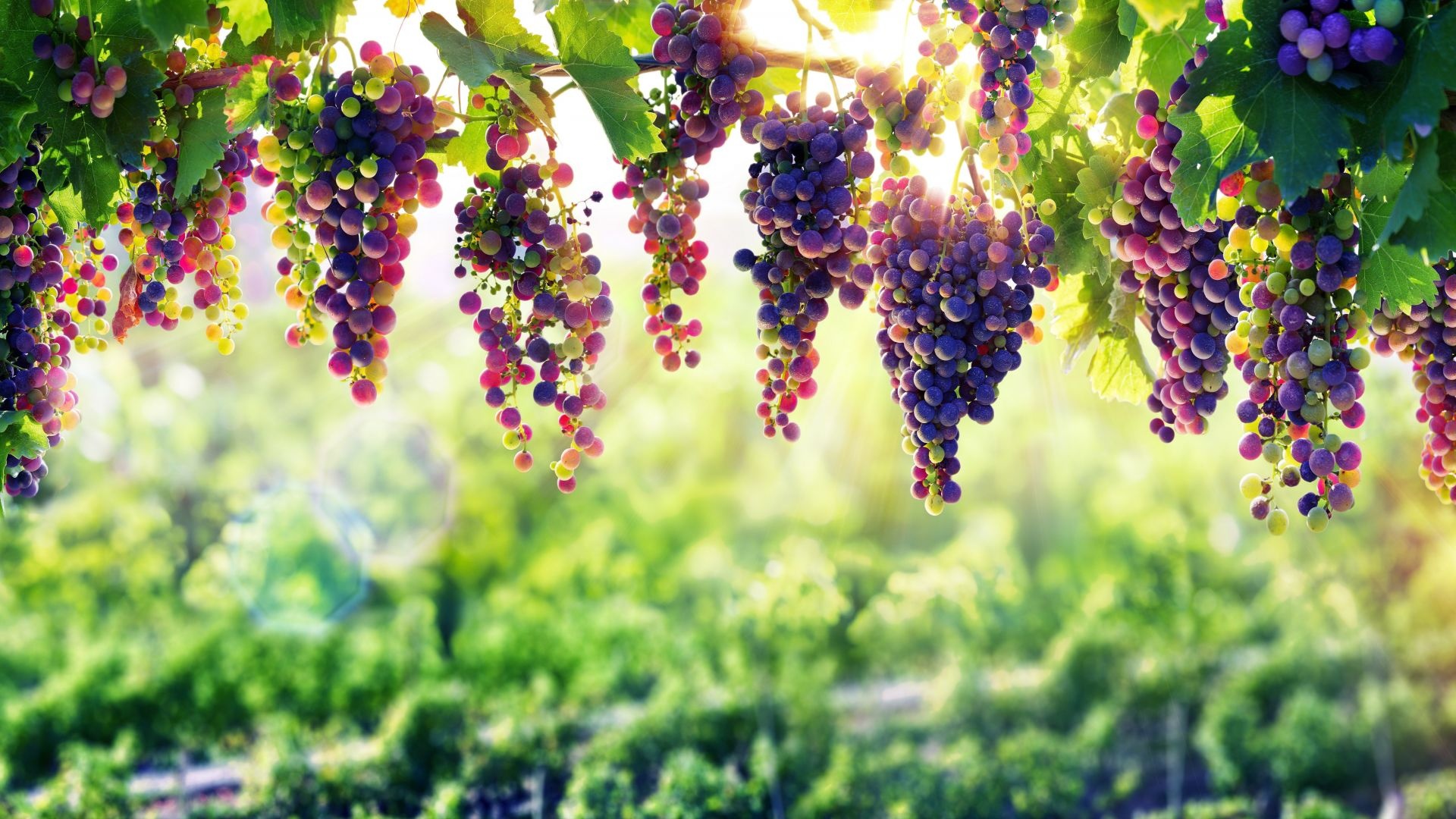 Grapes, Farms Wallpaper, 1920x1080 Full HD Desktop