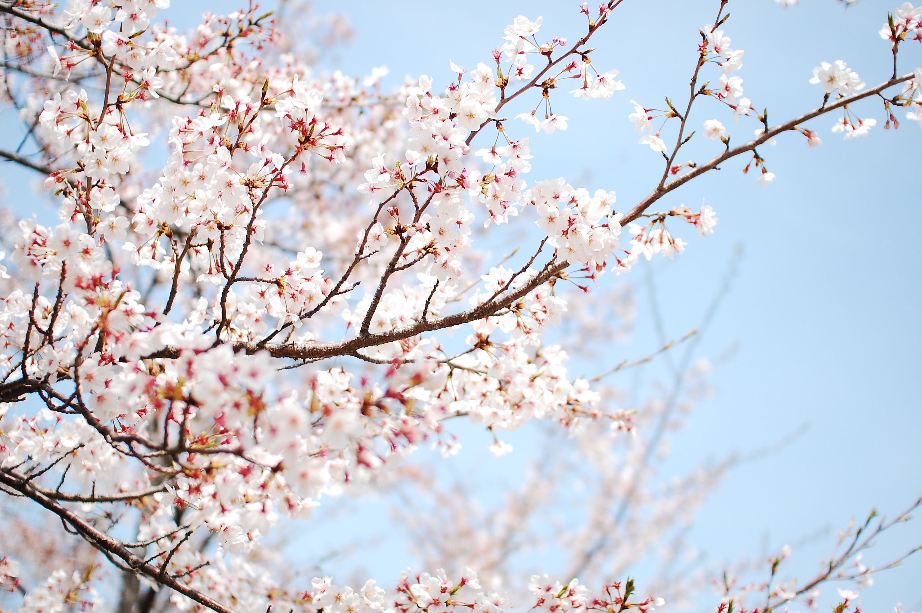 Blooming sakura blossoms, Cherry blossom branches, Sunny blue sky, HD Desktop wallpaper