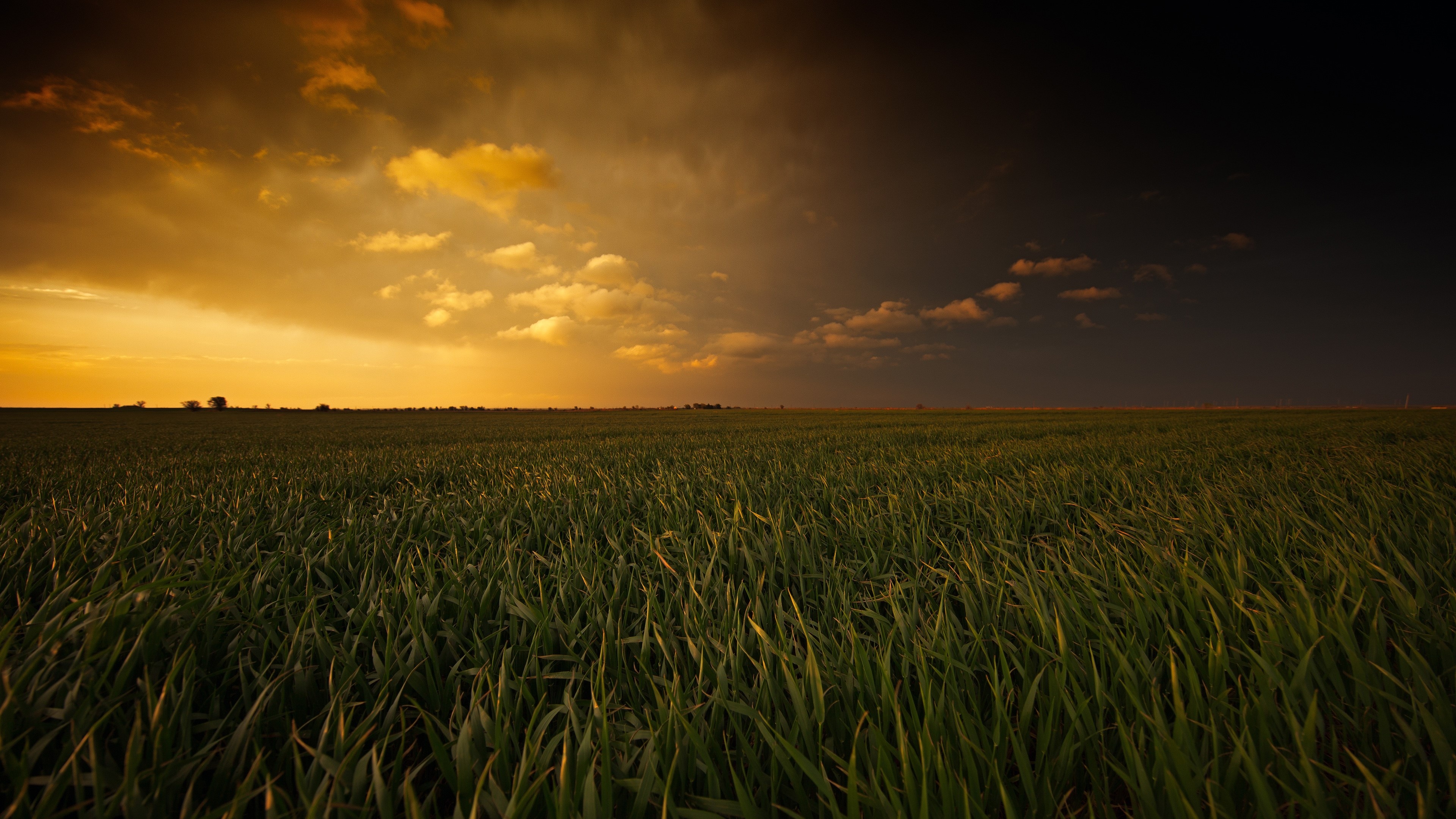 green wheat field, dark storm clouds, golden sunset horizon, 4K Desktop wallpaper