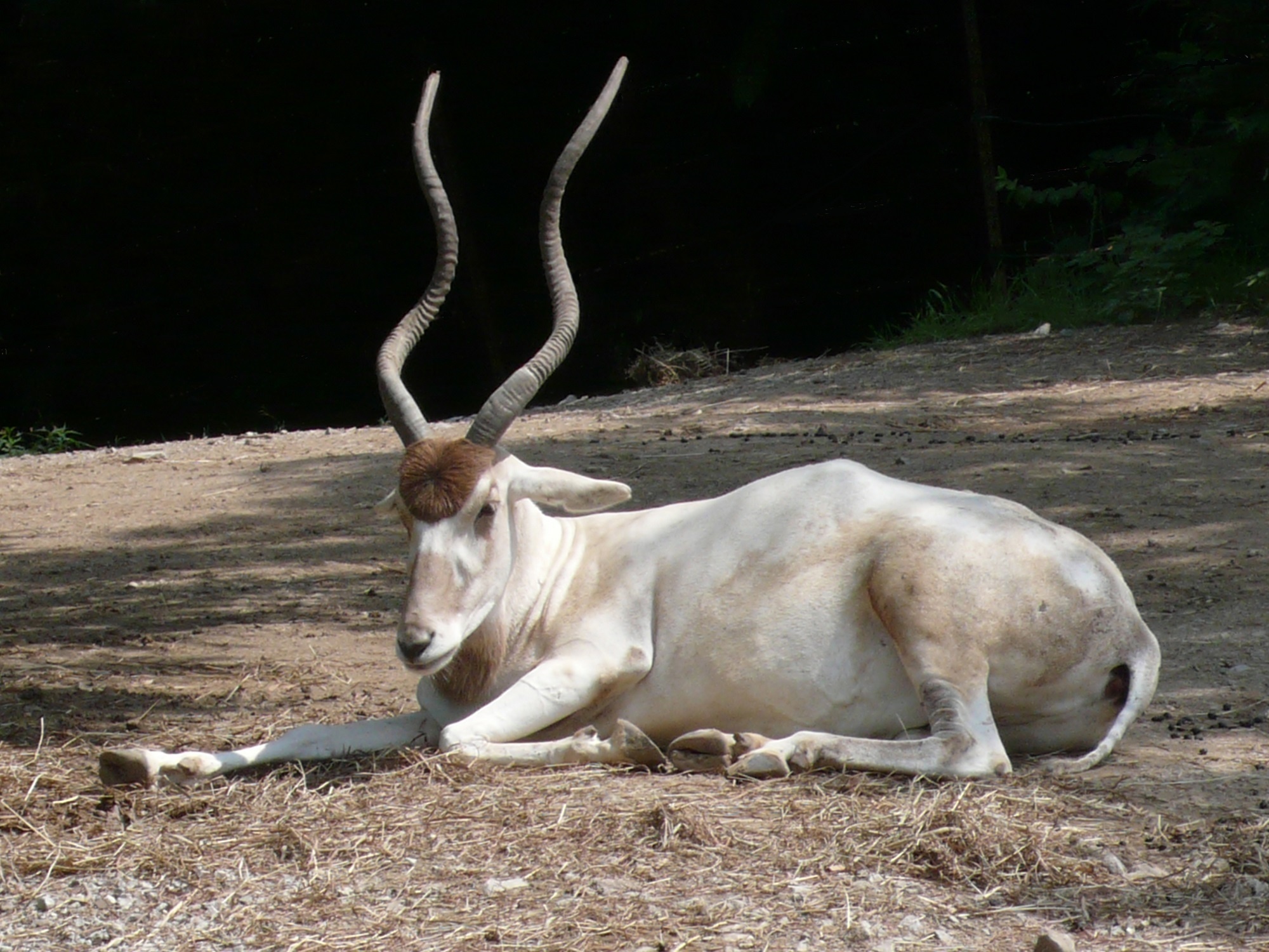 White addax animal, jungle nature, 2000x1500 HD Desktop