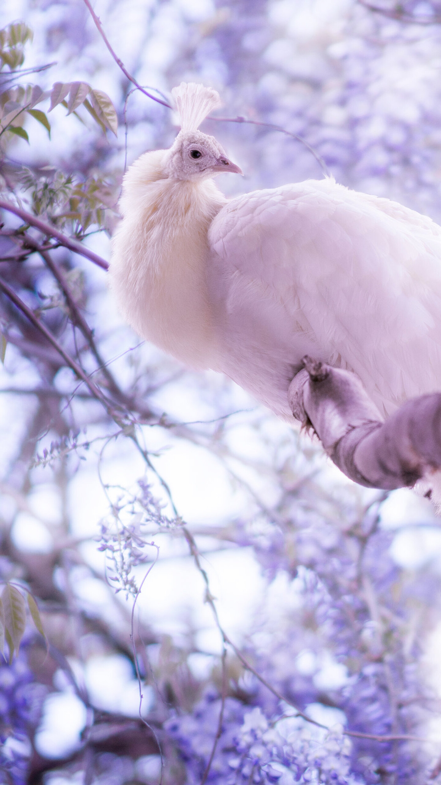 White peacock, Samsung Galaxy, Beautiful bird, High-definition wallpapers, 1440x2560 HD Phone