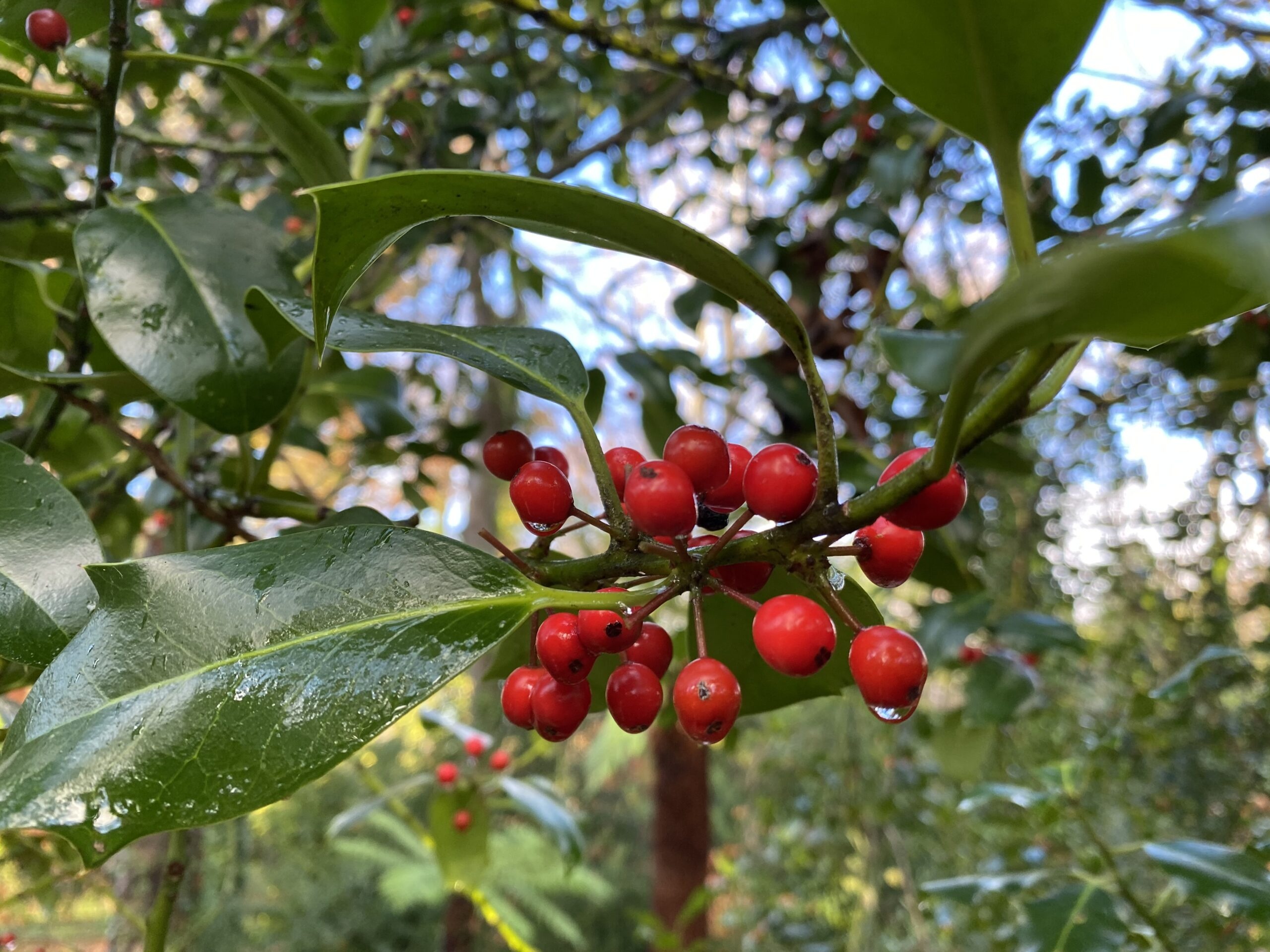 Holly Tree, Christmas holly, Woodland coffee, Festive flavor, 2560x1920 HD Desktop