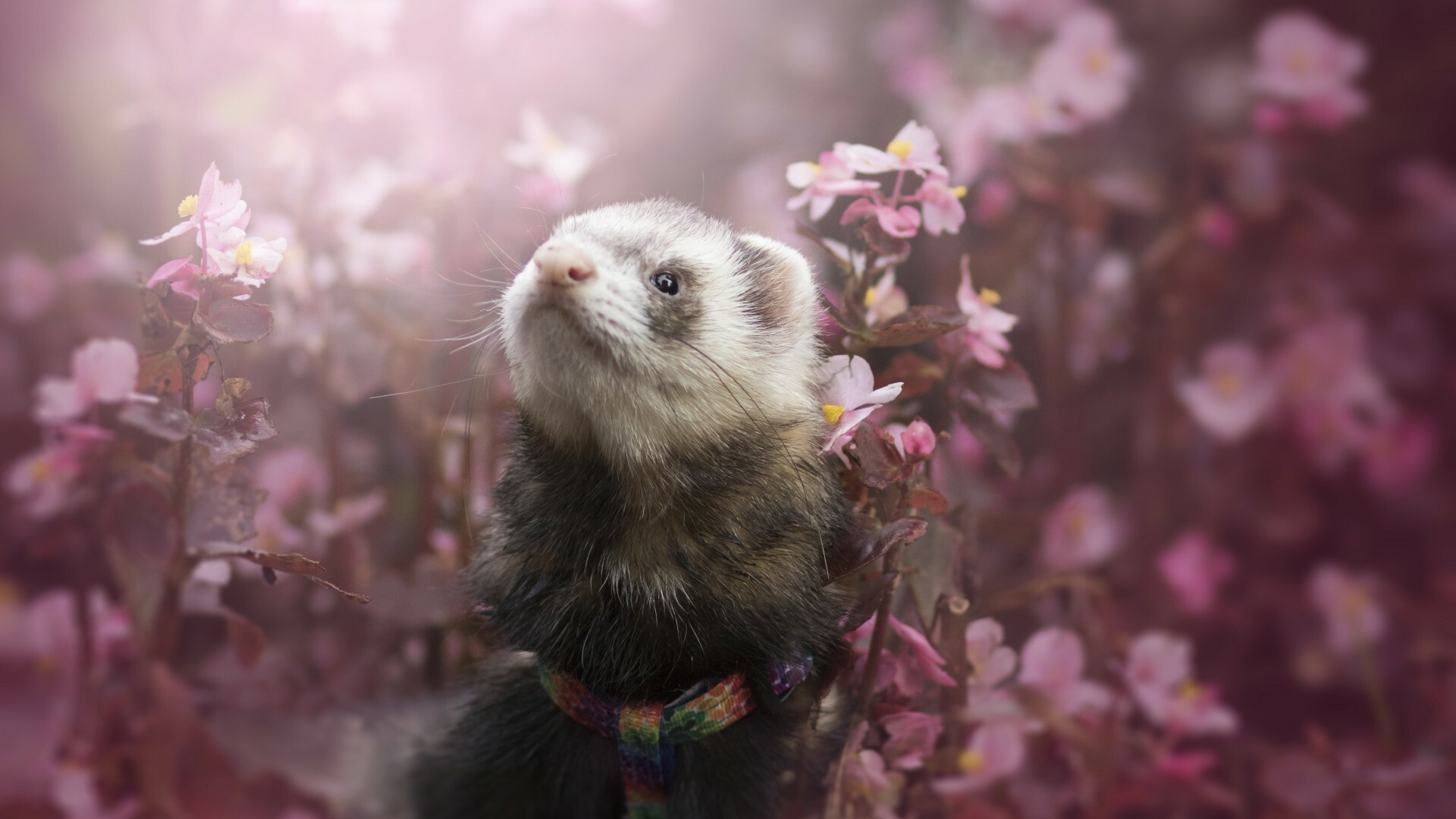 Ferret joy, Happy expression, Playful antics, Endearing nature, 1920x1080 Full HD Desktop