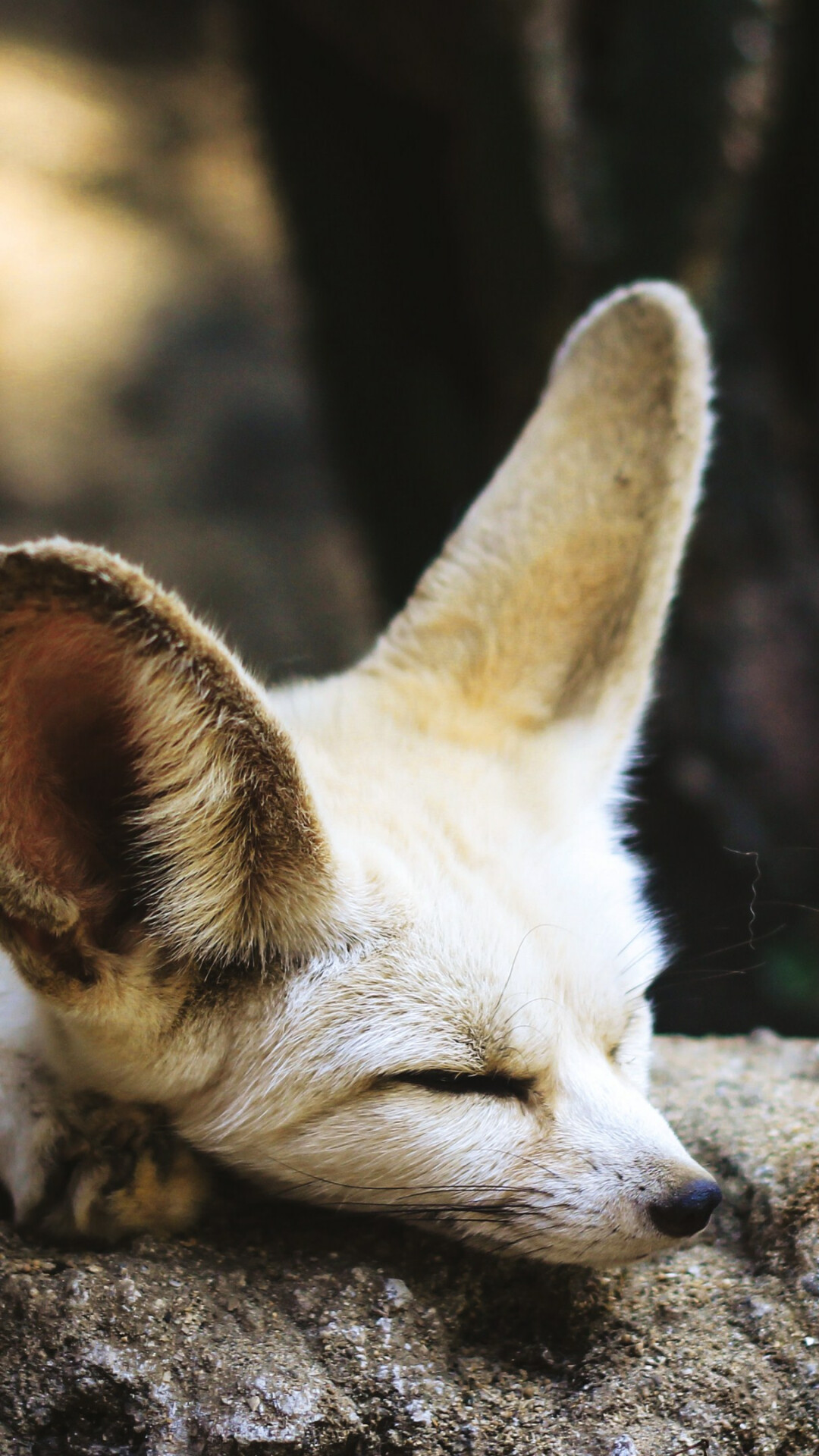 Sleeping fennec fox, HD 4K wallpaper, Peaceful slumber, Soft color palette, 1080x1920 Full HD Phone