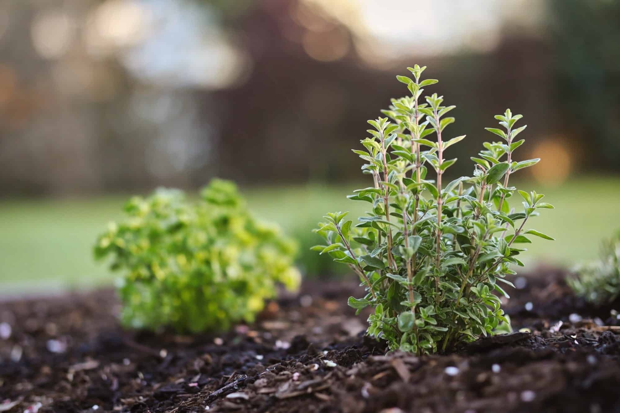 Marjoram companion plants, Best marjoram substitutes, Spiceography, 2000x1340 HD Desktop