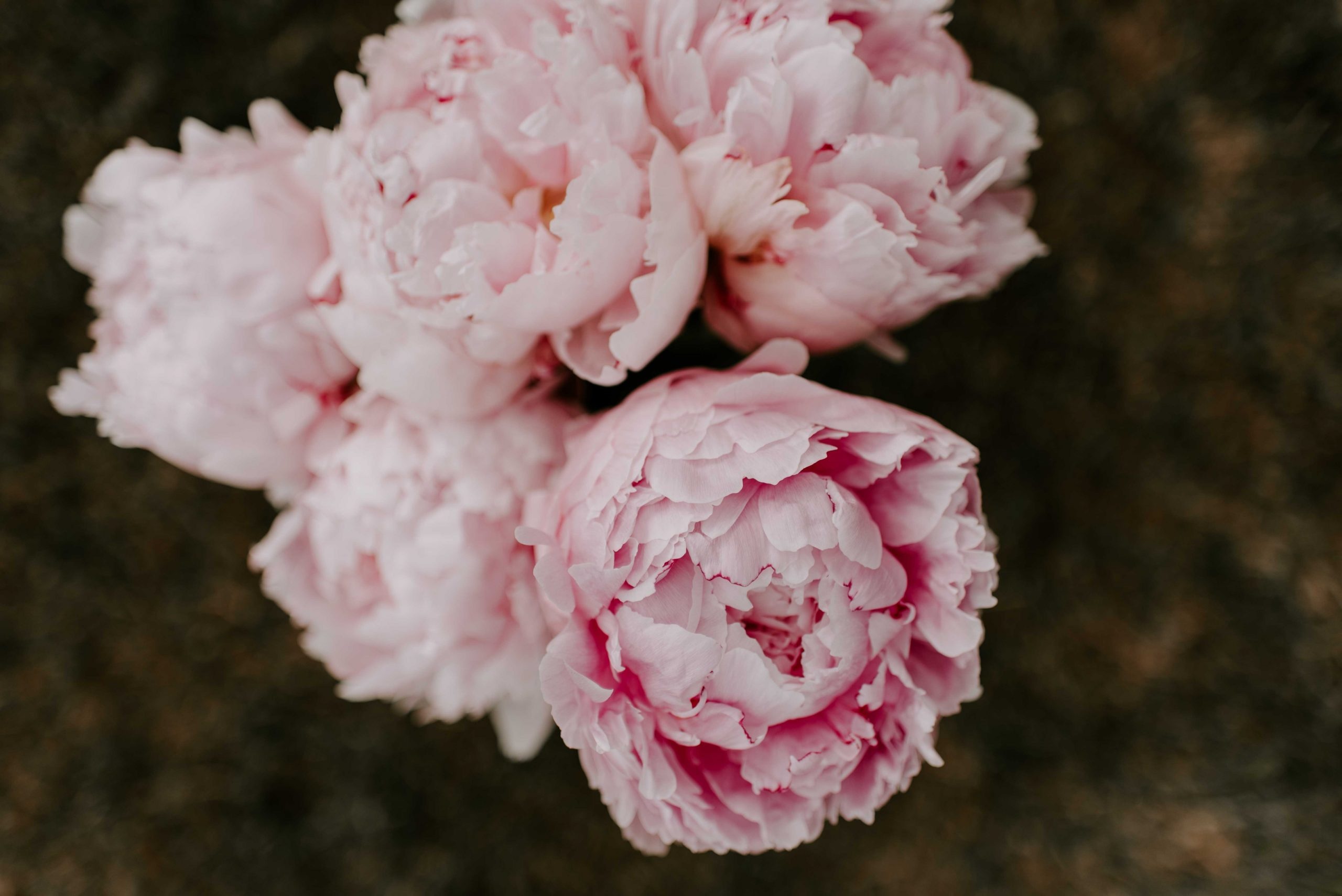 Blush pink peony heads, Dark mossy ground, Ruffled cupped petals, HD Desktop wallpaper