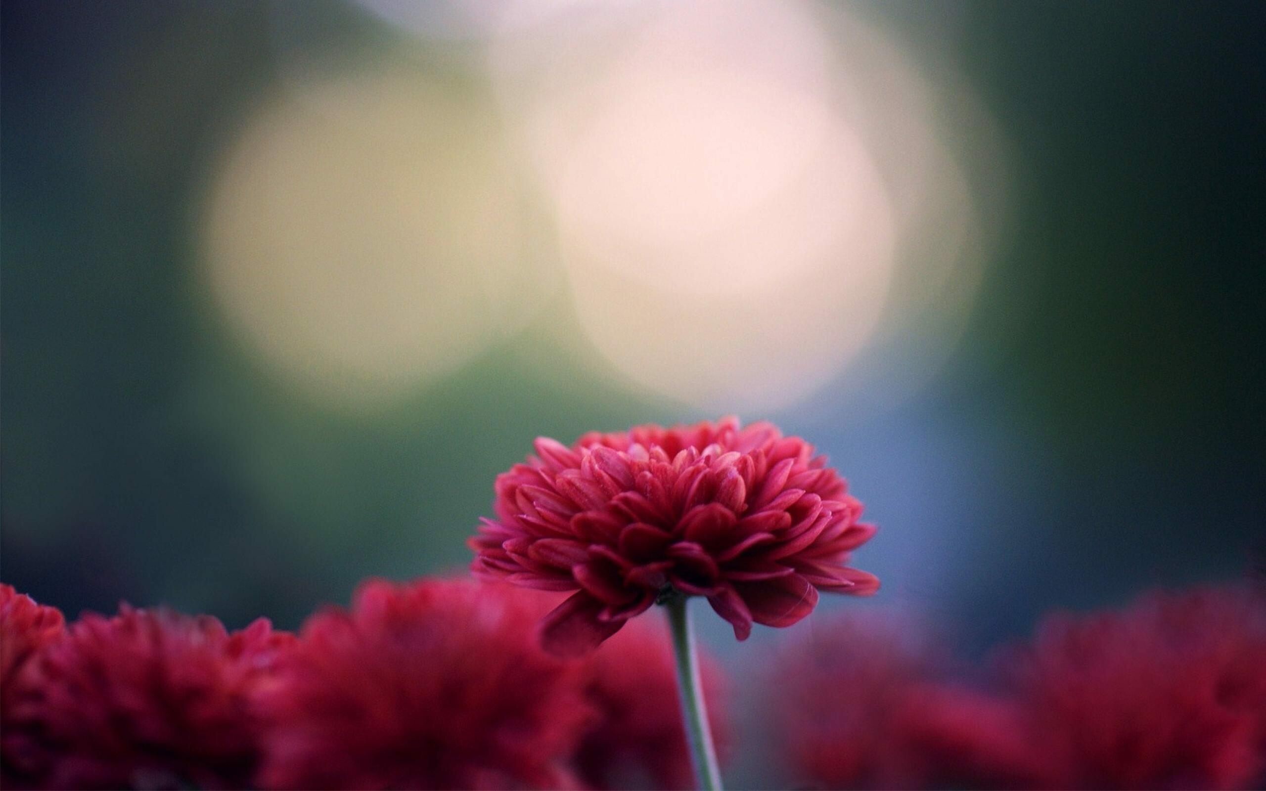 Chrysanthemum, Red flower, Nature's beauty, Pink flower, 2560x1600 HD Desktop