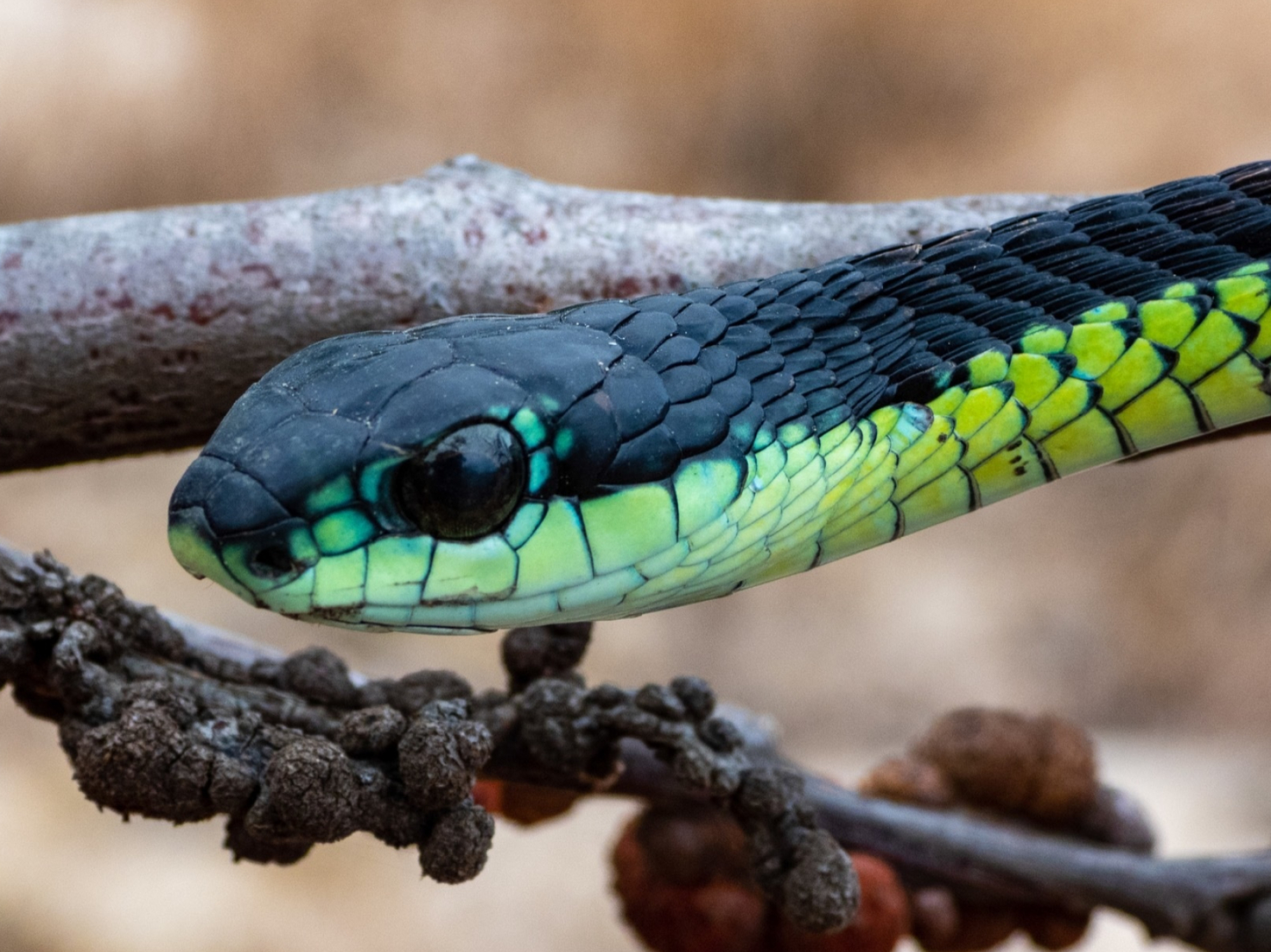 Boomslang, Dispholidus typus, Inaturalist photos, Green snake, 2000x1500 HD Desktop