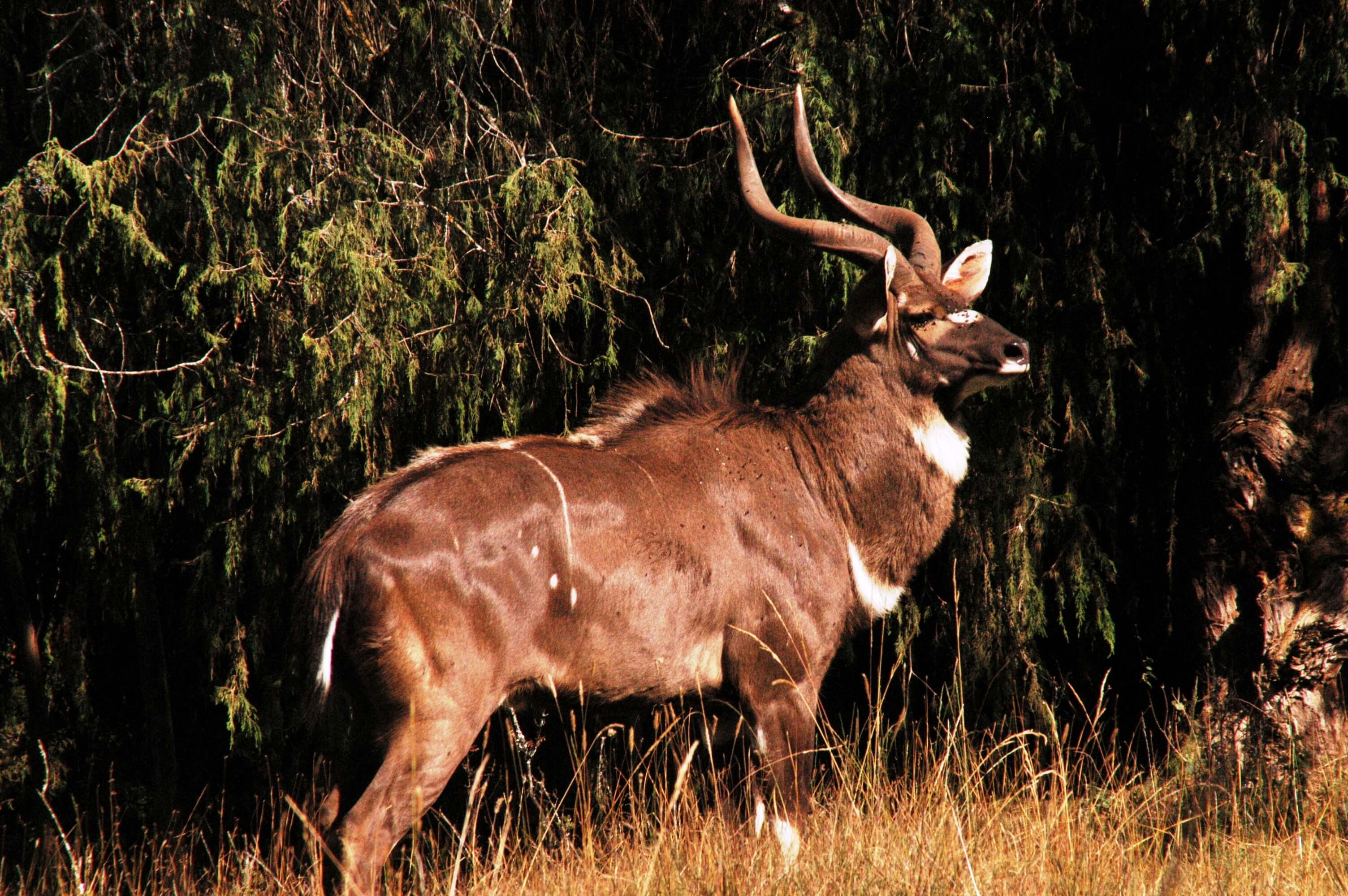 Bale Mountains National Park, Nature's wonderland, Ethiopian biodiversity, Tour details, 3010x2000 HD Desktop