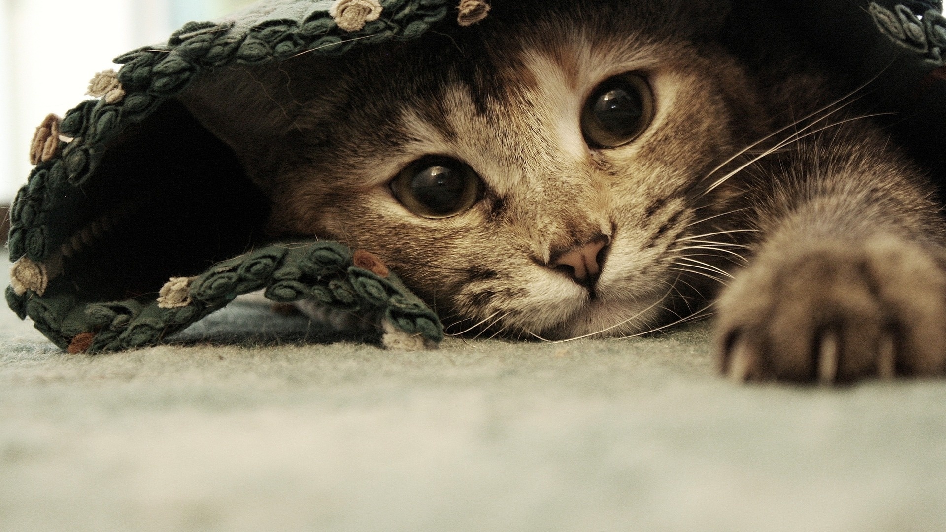 domestic shorthair kitten, crocheted green blanket, outstretched cat paw, Full HD Desktop wallpaper