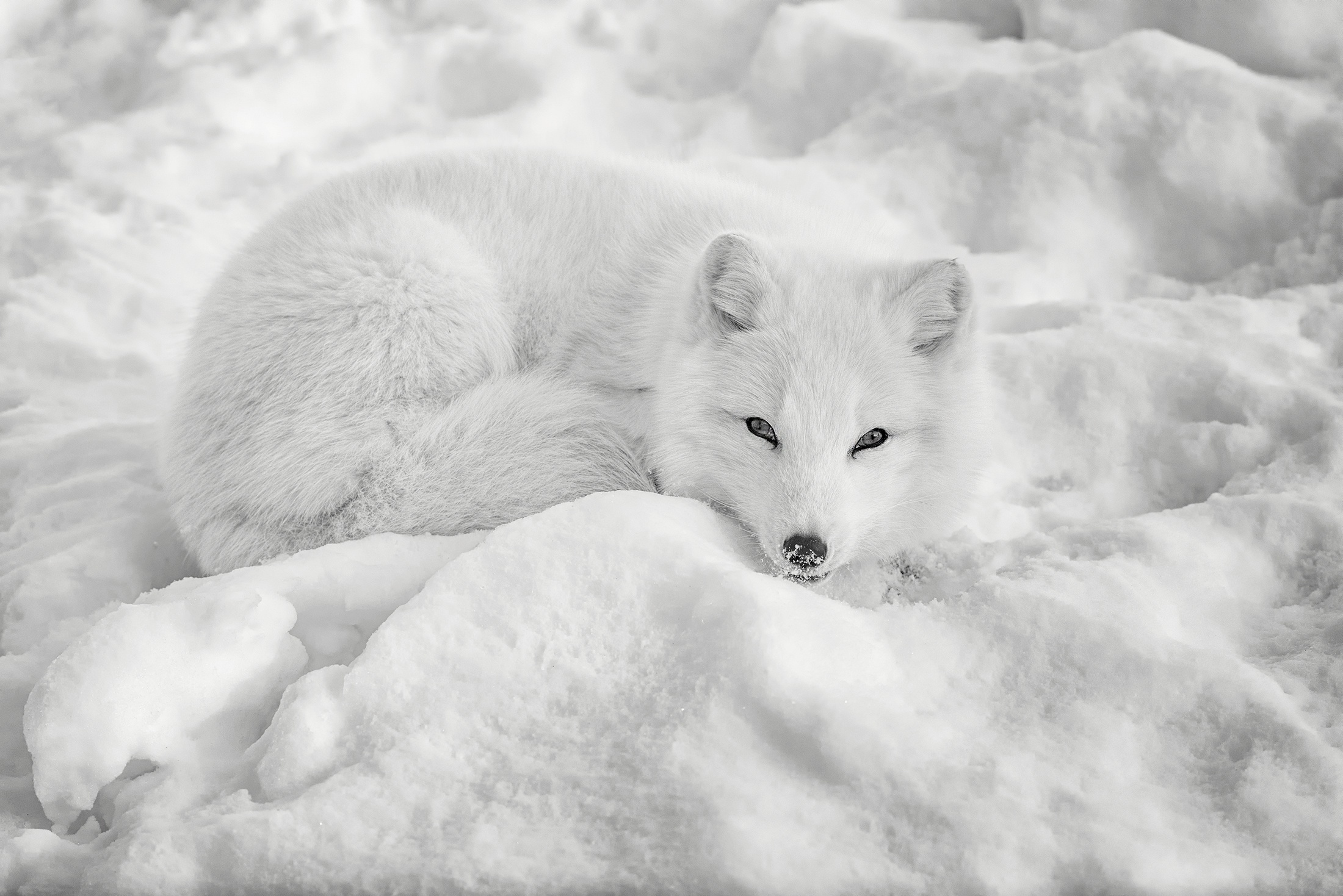 Resting arctic fox, Snowy landscapes, Calm and serene, Peaceful nature, 2200x1470 HD Desktop