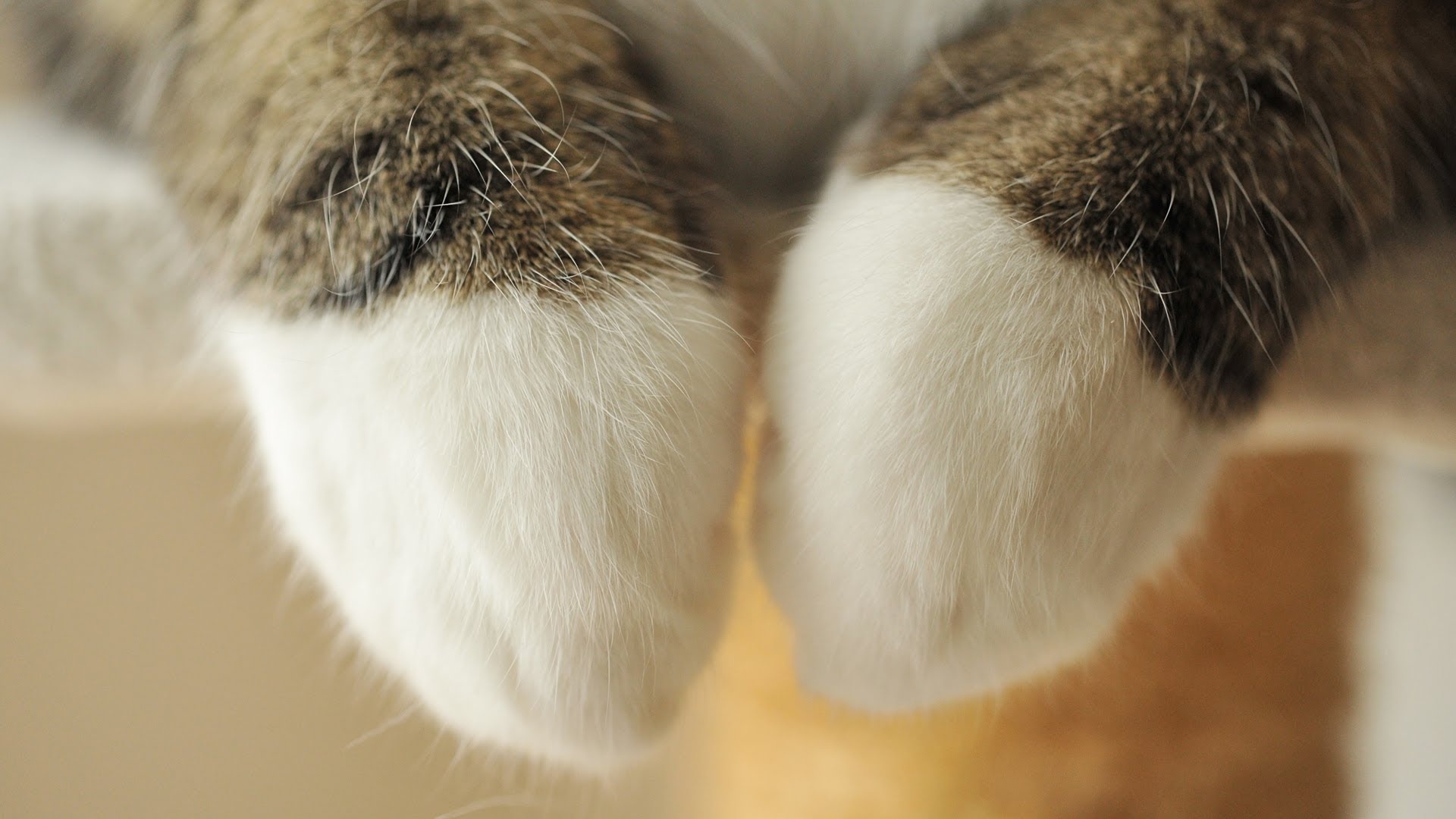 Paws, Maru (Cat) Wallpaper, 1920x1080 Full HD Desktop