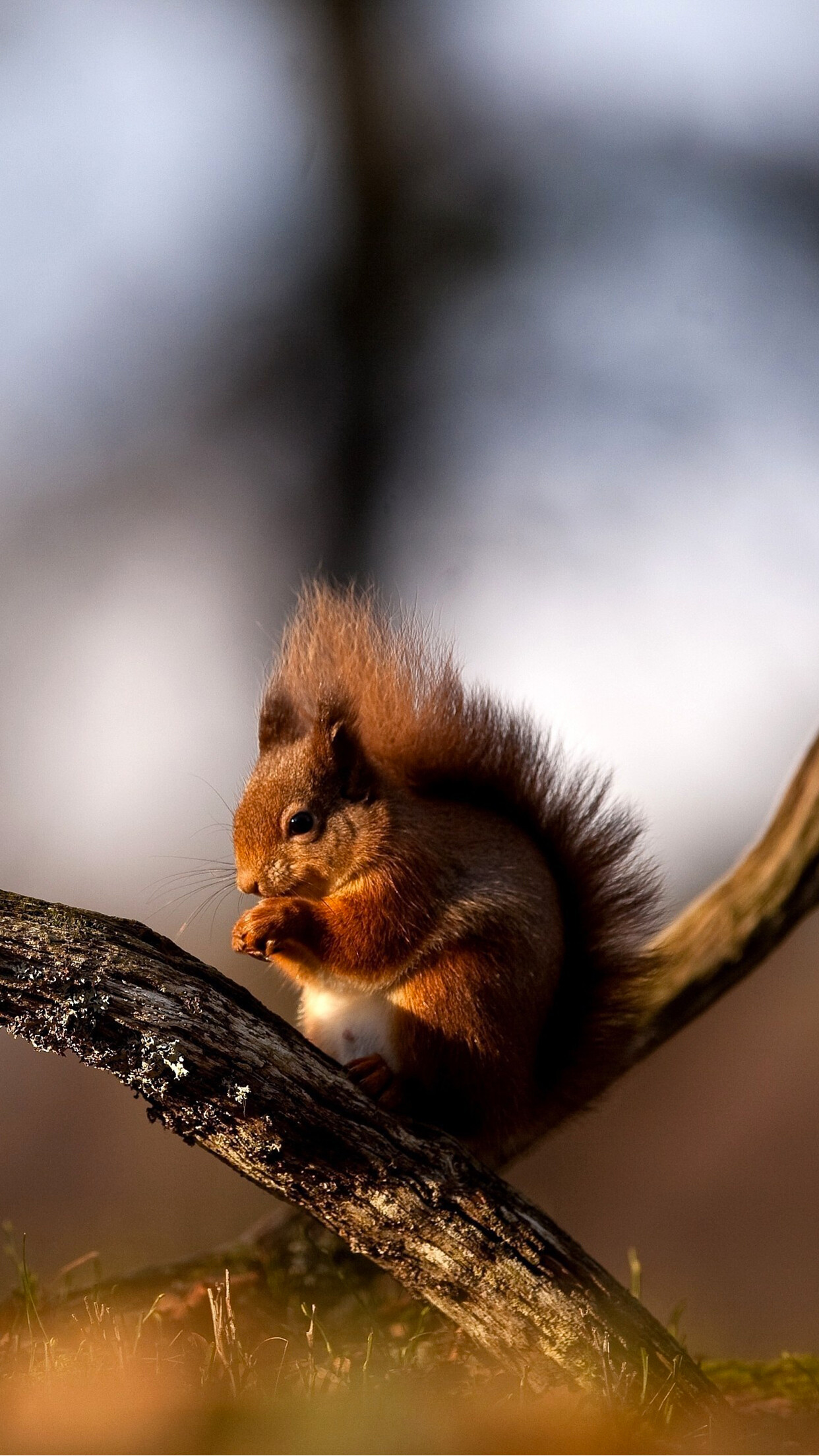 Squirrel 2 wallpaper, iPhone background download, 1250x2210 HD Phone