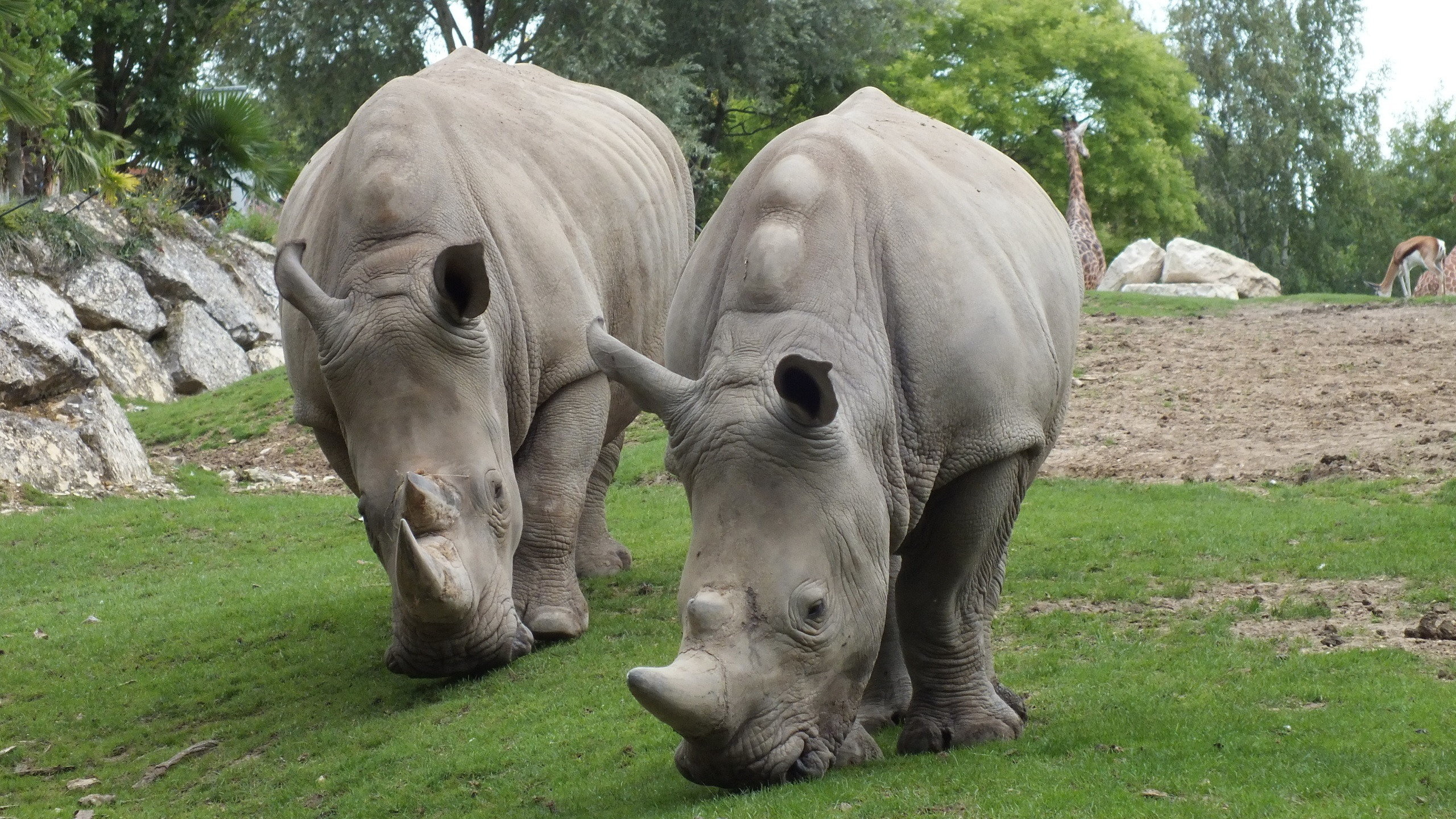 The northern white, Rhino Wallpaper, 2560x1440 HD Desktop