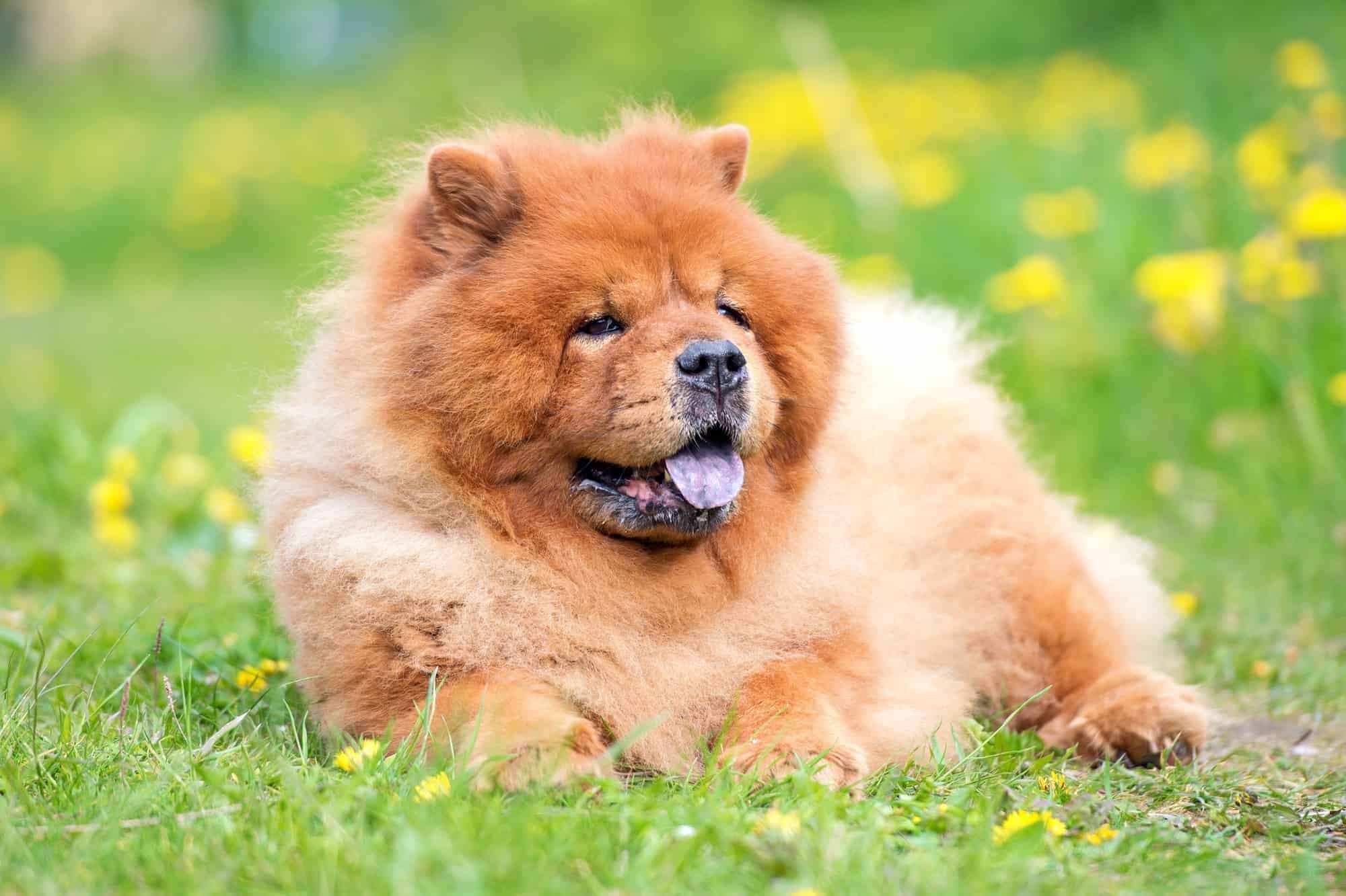 Chow Chow, Purple, Big sale, 2000x1340 HD Desktop