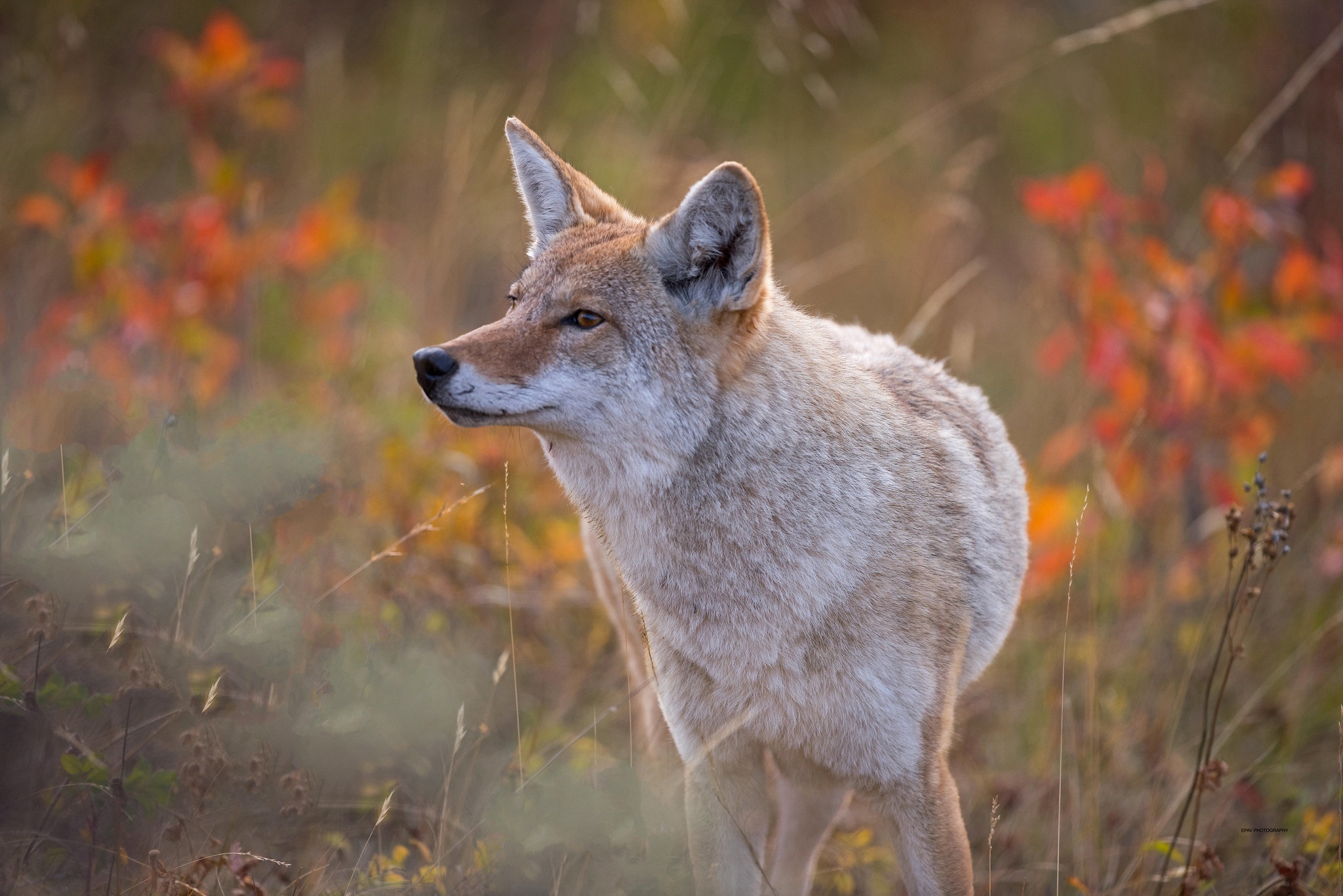 Coyote HD wallpaper, Background image, High-quality visuals, Immersive experience, 2050x1370 HD Desktop