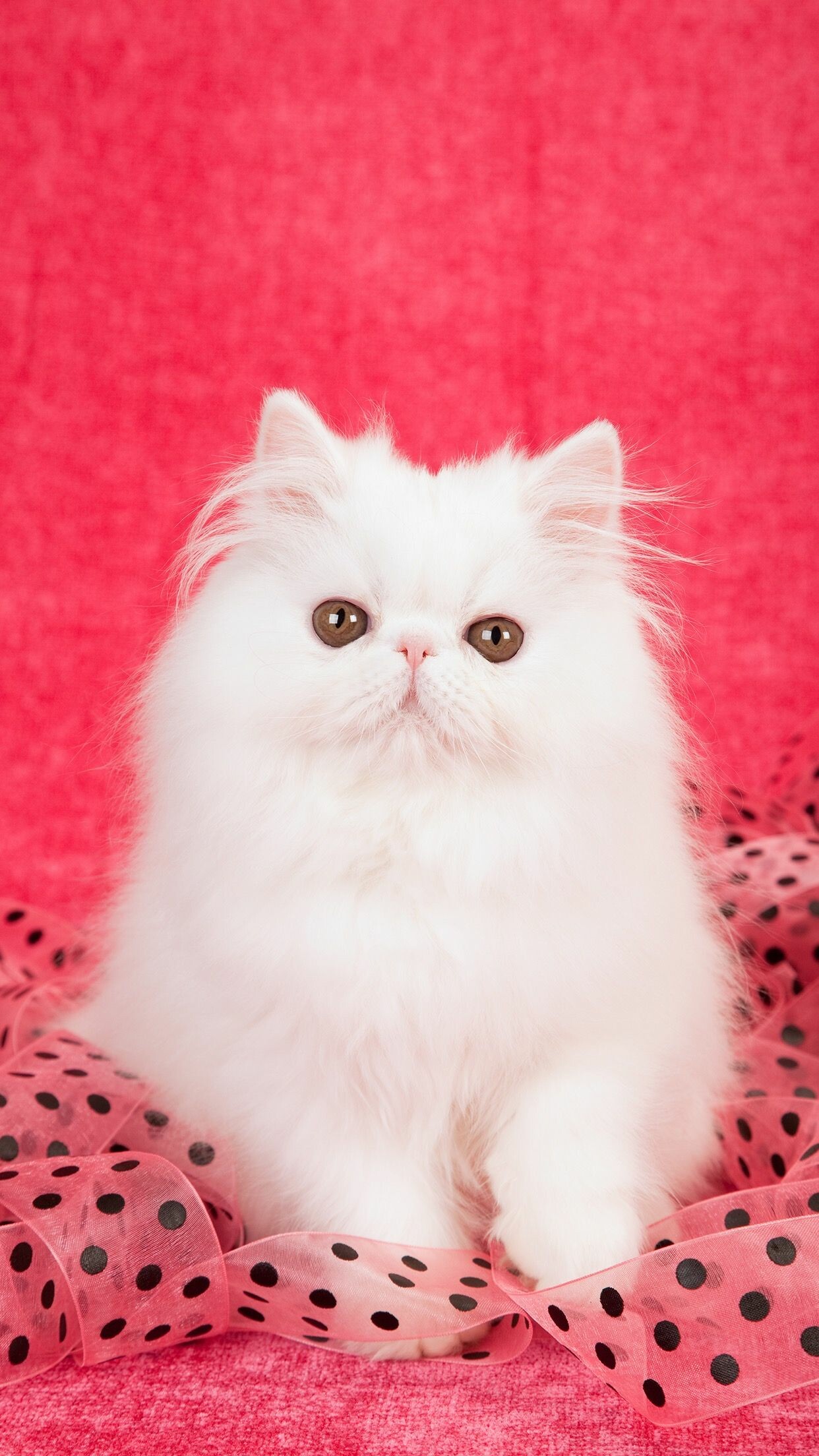 White, Persian Cats Wallpaper, 1250x2210 HD Phone