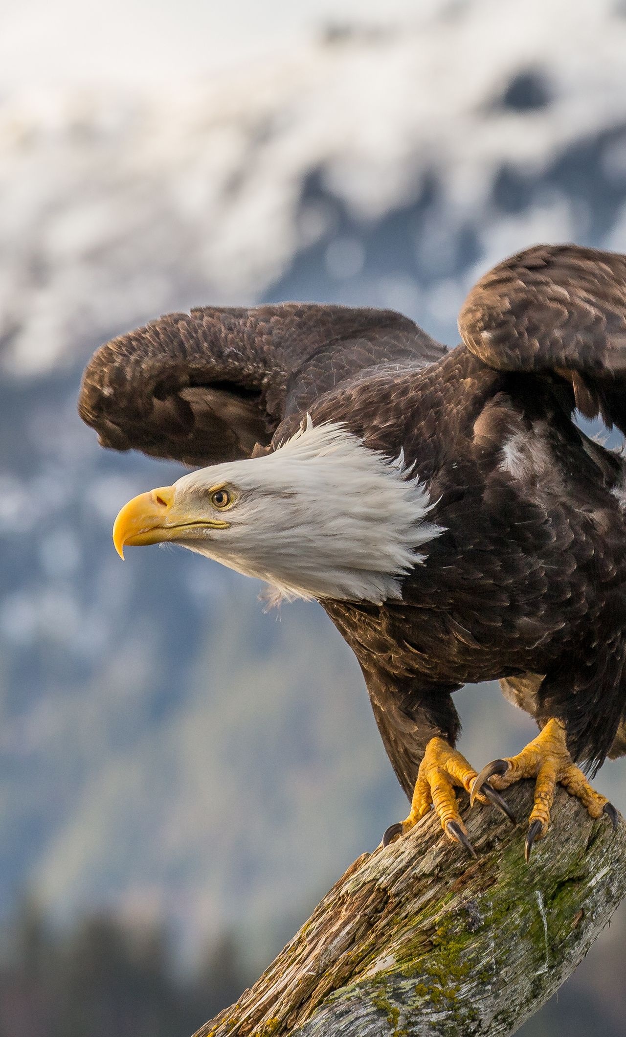 Bald Eagle, iPhone wallpaper, Mywallpapers site, Stunning visuals, 1280x2120 HD Phone